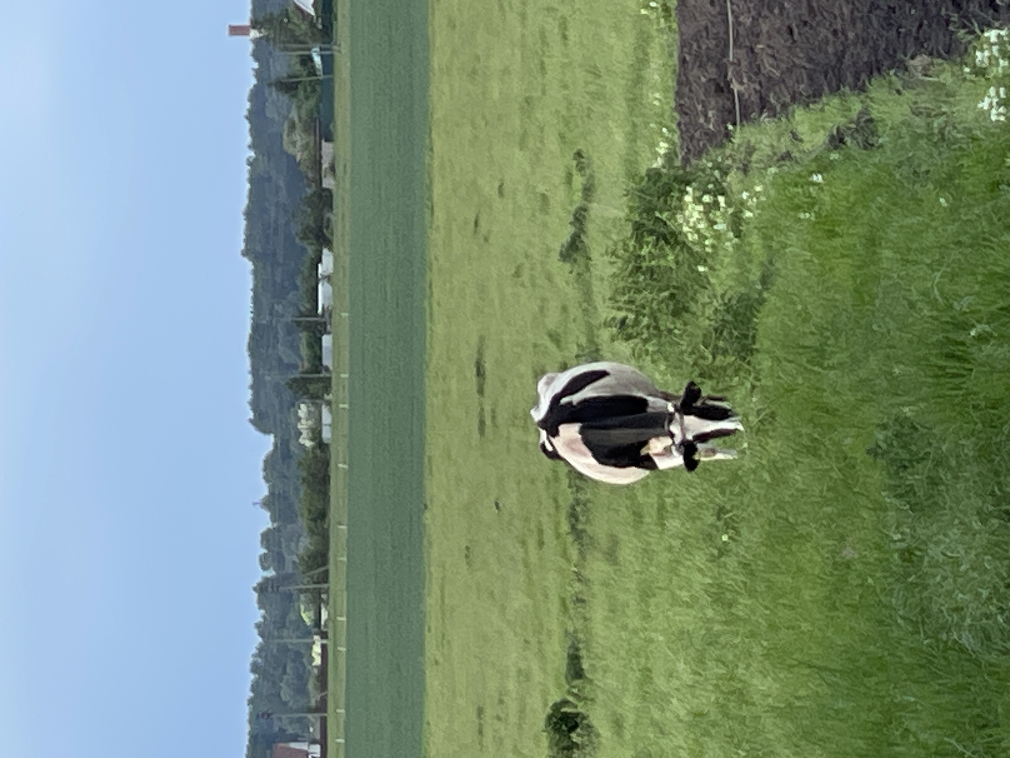 A black and white cow stands in a green field. In the background is a tree-lined hill. The location is inferred as Шеметово, Russia.