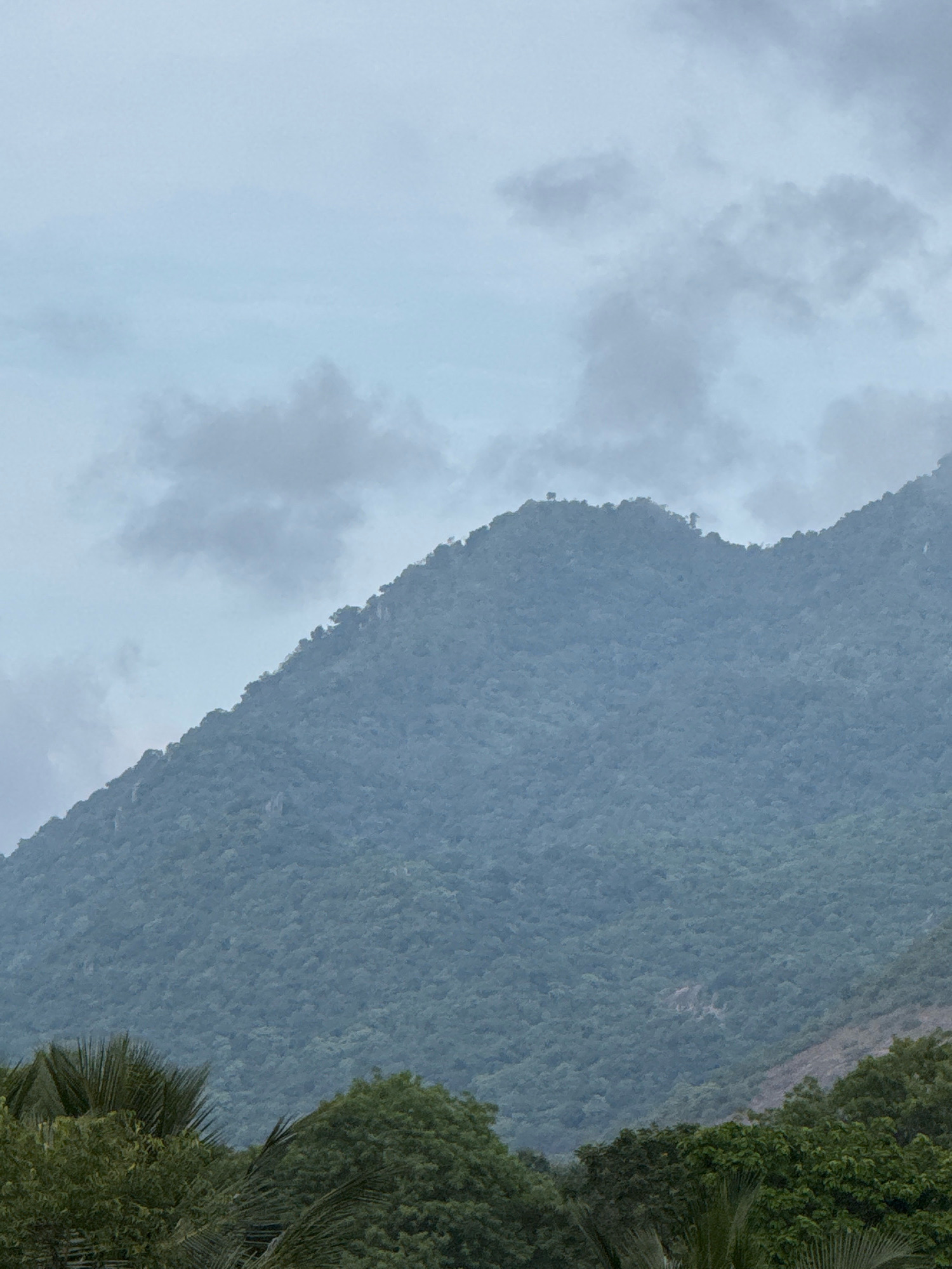 The image captures a wide, atmospheric view of a lush green mountain range in Ettimadai, India. The sky above is overcast with soft, diffused light, creating a moody and slightly hazy atmosphere. The mountains, covered in dense vegetation, rise steeply in the background, their peaks partially obscured by the low-hanging clouds. The foreground features a dense canopy of trees, including palm fronds, adding depth and texture to the scene. The overall impression is one of natural beauty and a slightly somber, tranquil environment, likely a mountainous region on a cloudy day in Ettimadai.