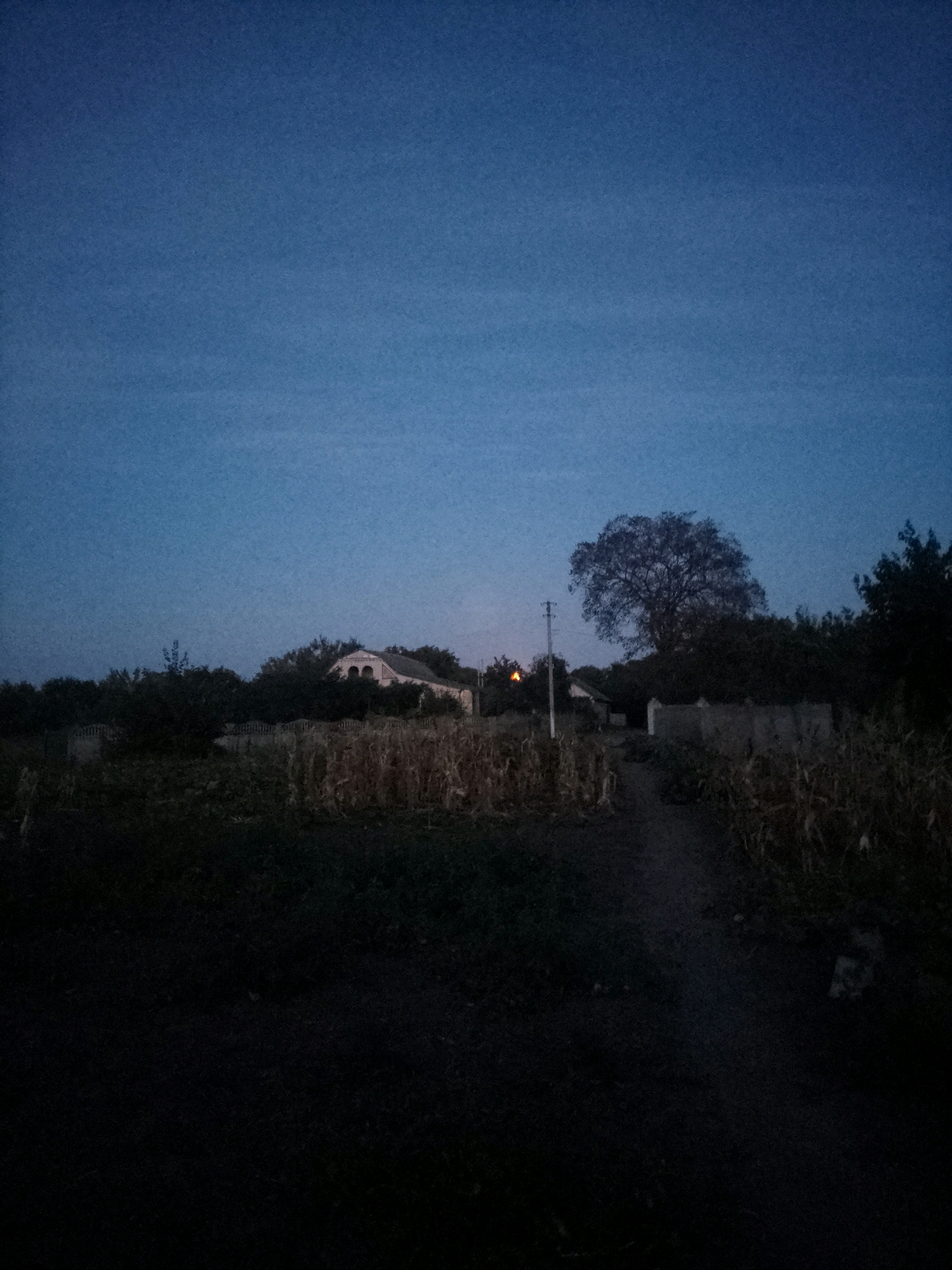 The image depicts a rural landscape at dusk in Ustyvytsia, Ukraine. A path leads through dry corn stalks towards a house with arched windows, partially obscured by trees. To the left of the path, a solitary light is visible on a pole. A large, bare tree stands prominently in the middle ground, silhouetted against the twilight sky. The scene is dimly lit, suggesting either early morning or late evening. No individuals are present in the frame.