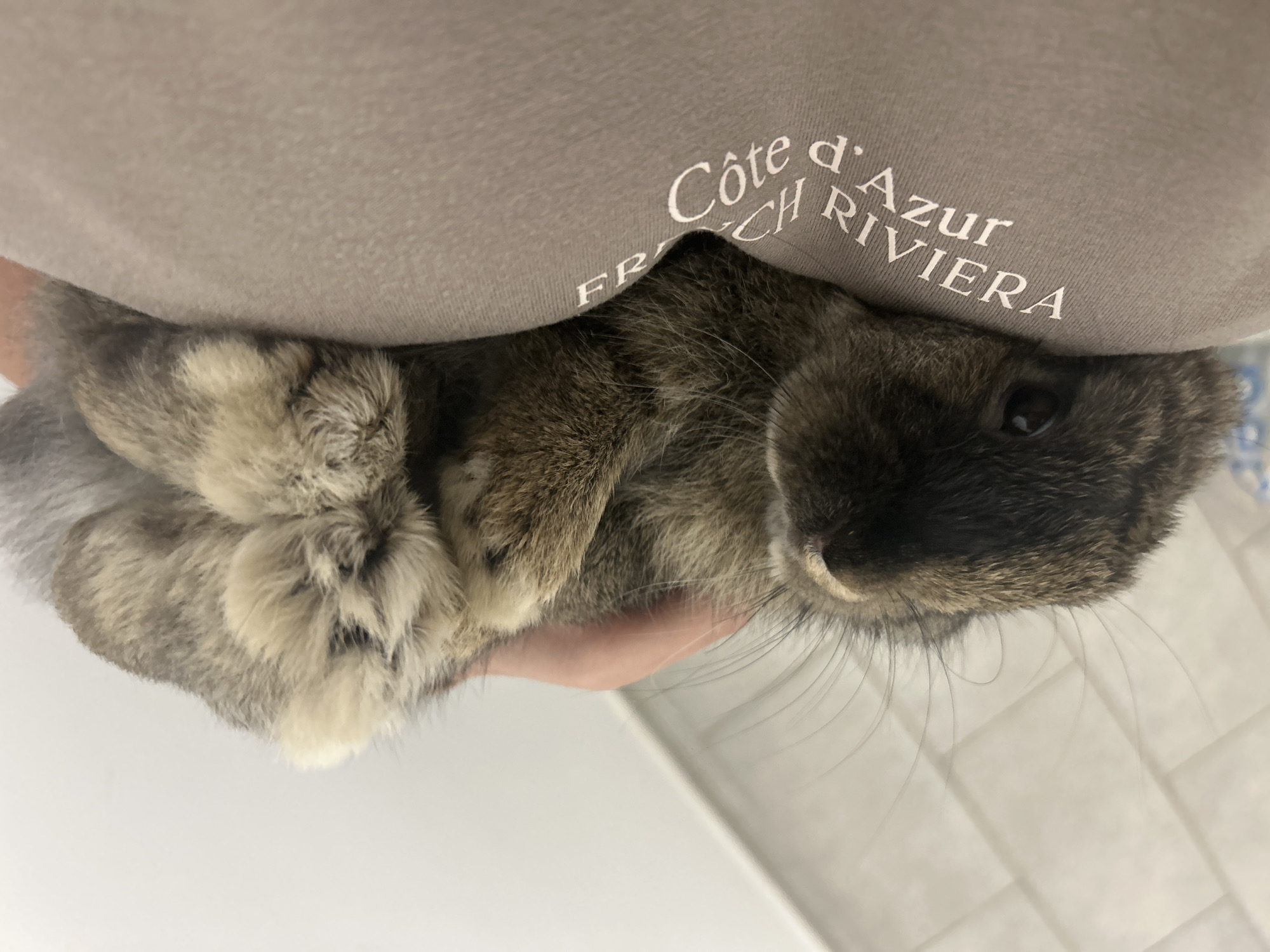 A person is holding a brown and gray rabbit against their chest. The rabbit's head, paws, and part of its body are visible. The person is wearing a gray t-shirt with the words "Côte d'Azur French Riviera" printed on it. The background is a white tiled surface. The location is not discernible as Sofia, Bulgaria.