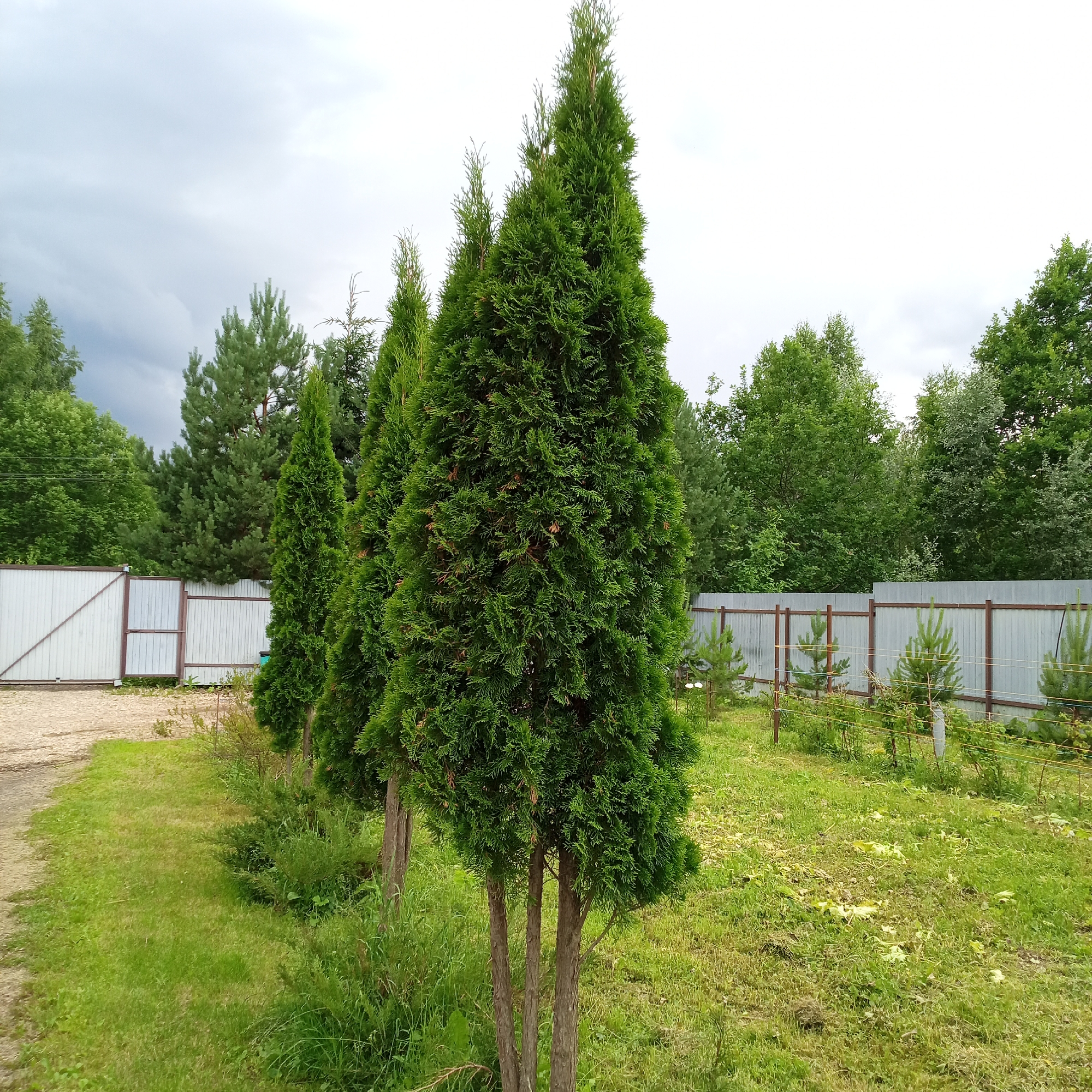 The image depicts an outdoor scene of a grassy yard with several conifer trees lined up. The trees are conical in shape and a vibrant green. In the background, there is a metal fence and a gate made of white corrugated material with brown trim. Beyond the fence, more trees of various types, including evergreens and deciduous trees, form a dense woodland. The sky is overcast with gray clouds. The overall impression is that of a private property, possibly a backyard or a garden area, on a cloudy day. No people or specific activities are visible. The time of day appears to be daytime due to the natural light. The weather seems to be cloudy or possibly before or after a rain shower. The environment suggests a temperate climate. No visible text is present in the image.