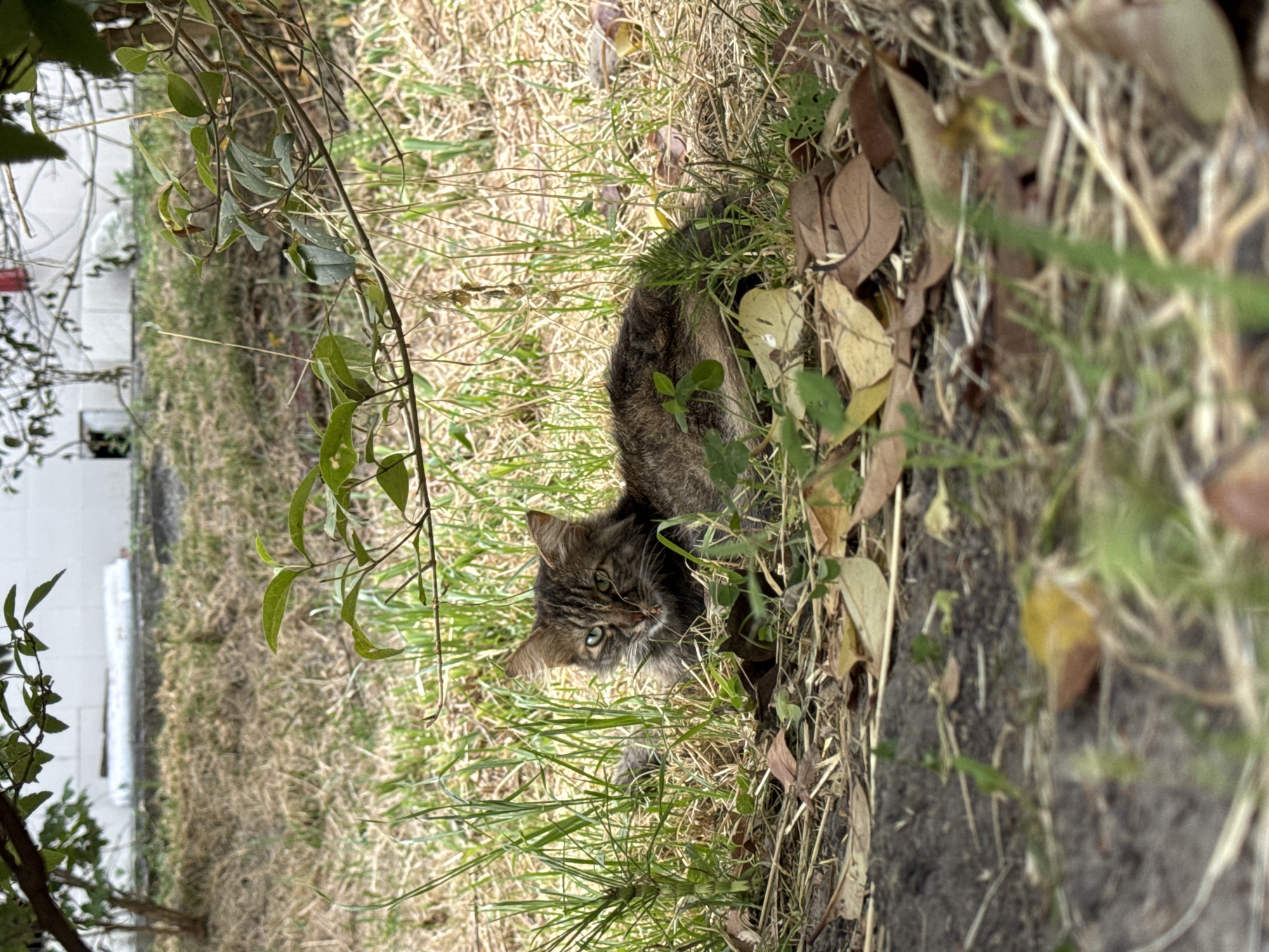The media file shows a tabby cat partially hidden in dry grass and fallen leaves, with some green foliage in the foreground. The cat's head is turned towards the camera, and it has green eyes. The background is out of focus, but appears to be a grassy area next to a white structure. The lighting suggests it is daytime, with dappled sunlight. The overall impression is a natural outdoor setting, possibly a garden or park. The cat appears alert.