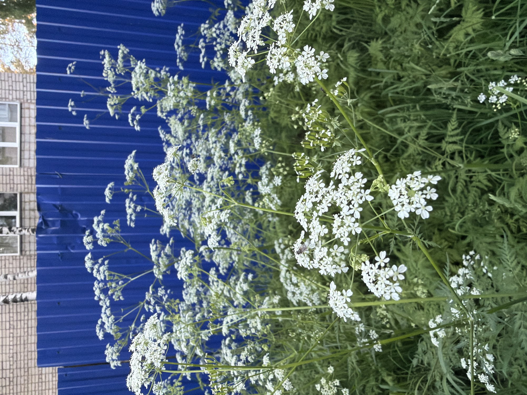 The image presents a vibrant outdoor scene, dominated by a profusion of white flowers and lush green foliage set against a bright blue fence. The original image is oriented vertically (portrait).
To the left, a striking blue corrugated metal fence extends downwards, featuring distinct horizontal ridges. Behind and above the fence, in the upper-left section, a portion of a building is visible. This building is constructed from light-colored, small rectangular bricks or tiles and features two windows with white frames. At the very top-left edge, glimpses of green tree foliage and a bright sky can be seen.
The central and right areas of the frame are densely filled with numerous small white flowers, clustered in flat-topped or rounded umbrella-like formations (umbels). These flowers, reminiscent of wild carrot or similar species, create a prominent white mass that contrasts sharply with the blue fence and the various shades of green foliage behind them. A small, dark-colored insect, possibly a fly or bee, is visible resting on one of the flower clusters in the mid-right part of the image, indicating insect activity.
The green foliage is dense and varied, appearing to be a mix of fine grasses and plants with more feathery or fern-like leaves, providing a rich, natural backdrop. The lighting suggests a bright daytime, likely under natural sunlight, with clear weather. The scene evokes a sense of natural beauty and wild growth at the boundary of a man-made structure, possibly in a garden, roadside, or field. No text is visible in the image. The setting is an outdoor area in what could be Chaikovsky, Russia.