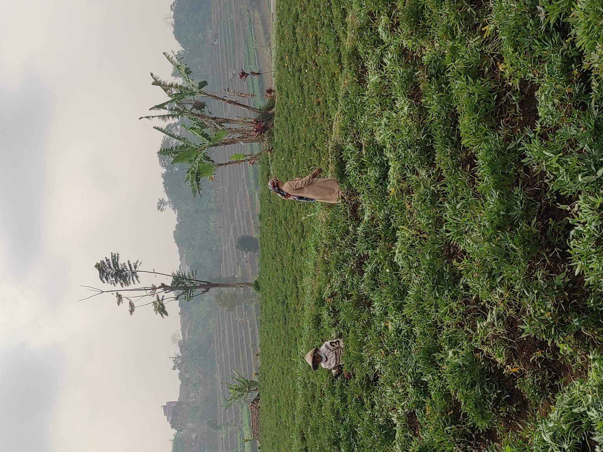 An outdoor, medium-shot, eye-level, vertical, overcast day photograph depicts a rural landscape in Sumedang, Indonesia. In the foreground, a field of dense, green vegetation covers the ground. In the mid-ground, two individuals are present. To the left, a person wearing a conical straw hat and a white shirt with the number "3" on it is crouched down, seemingly tending to the plants. To the right, another person, wearing a brown abaya and a headscarf, walks through the field. In the background, a tiered landscape of agricultural fields, scattered trees, and buildings is visible, with a misty haze obscuring the furthest details. Banana trees are also present in the mid-ground, to the right of the crouching individual.
