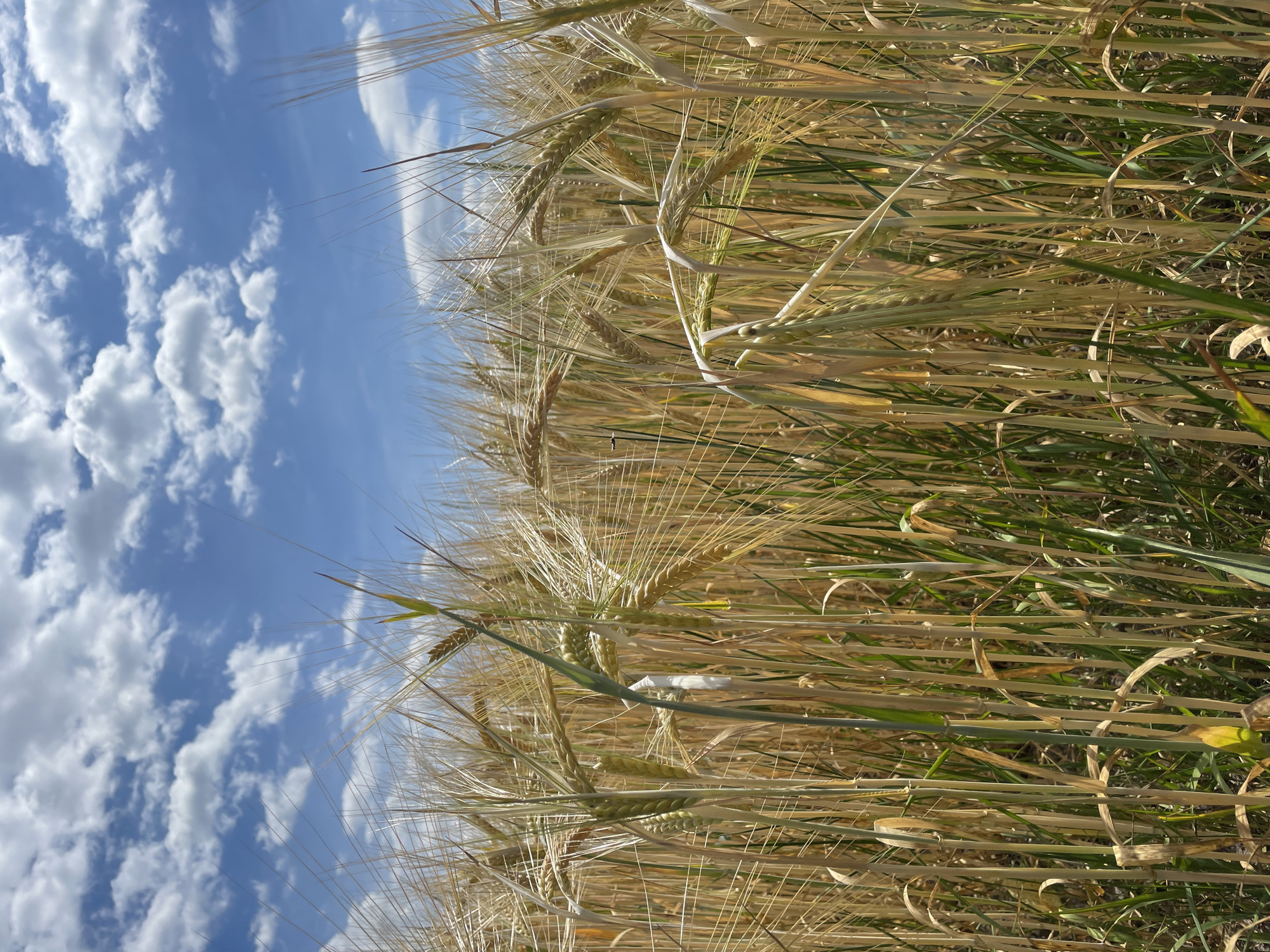 This media file captures a close-up, vertically oriented view of a barley field under a bright, cloudy sky. The barley stalks, in various stages of ripeness, dominate the frame, with hues ranging from golden yellow to green. Long, thin awns extend from the barley heads, creating a textured, spiky appearance.
The sky, a vibrant blue, is dotted with fluffy white cumulus clouds. The lighting suggests it is daytime, likely mid-morning or afternoon, with the sun illuminating the field. The scene evokes a sense of natural beauty and the tranquility of a rural landscape.
There are no visible people or text in the image. The setting appears to be a cultivated field, possibly in a rural area of Belarus, given the location context. The overall impression is one of growth and harvest, with the field ready for reaping.