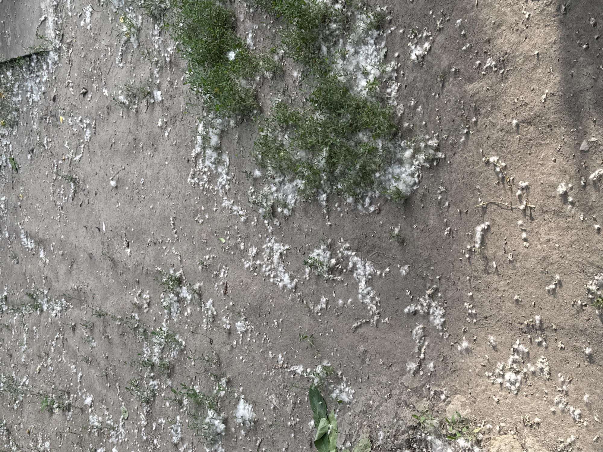 The image depicts an outdoor ground scene in Odesa, Ukraine, dominated by an unpaved, light brown-grey earthen surface. This ground is extensively covered with scattered white, fibrous, cotton-like plant material, appearing in varying densities from individual strands to small clumps. Numerous small green plants, consistent with weeds or young saplings, emerge from the soil in clusters and linear arrangements. A more substantial patch of dense green vegetation is visible in the middle-right section of the frame. Towards the upper right, a section of a concrete or paved edge is present. Shadows are cast across portions of the lower frame, indicating a light source from above. No human figures or animal life are visible.