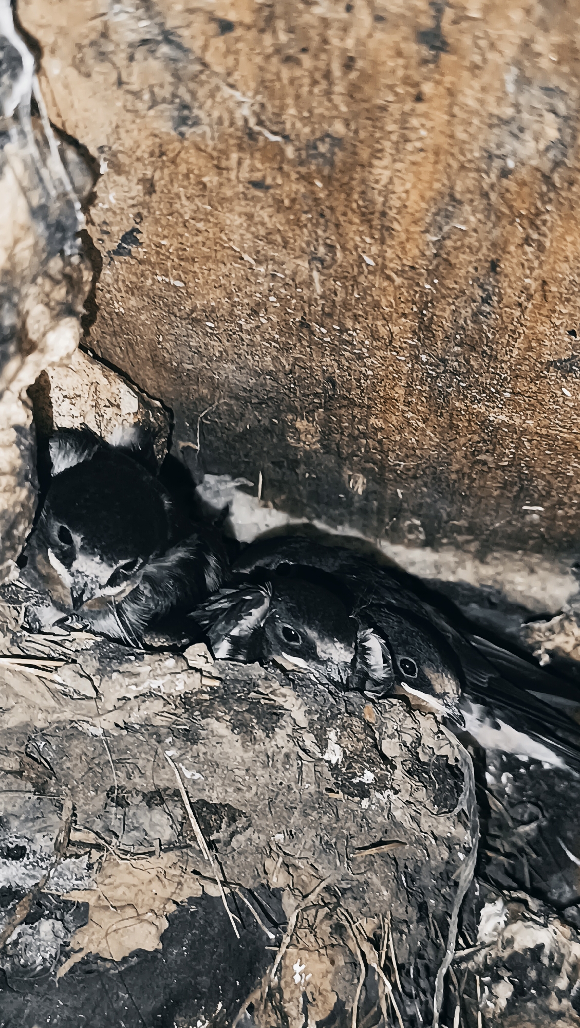 The image shows a close-up view of a bird's nest made of twigs and mud, nestled in a rocky crevice. Inside the nest are three small, dark-colored baby birds. Their eyes are open, and they appear to be huddled together for warmth or security. The nest is situated within a rough, natural environment, likely outdoors. There are no humans visible in the image, and the scene is purely focused on the wildlife. The image's context does not provide any information about the city of Karsha, Russia, or any specific location within it.