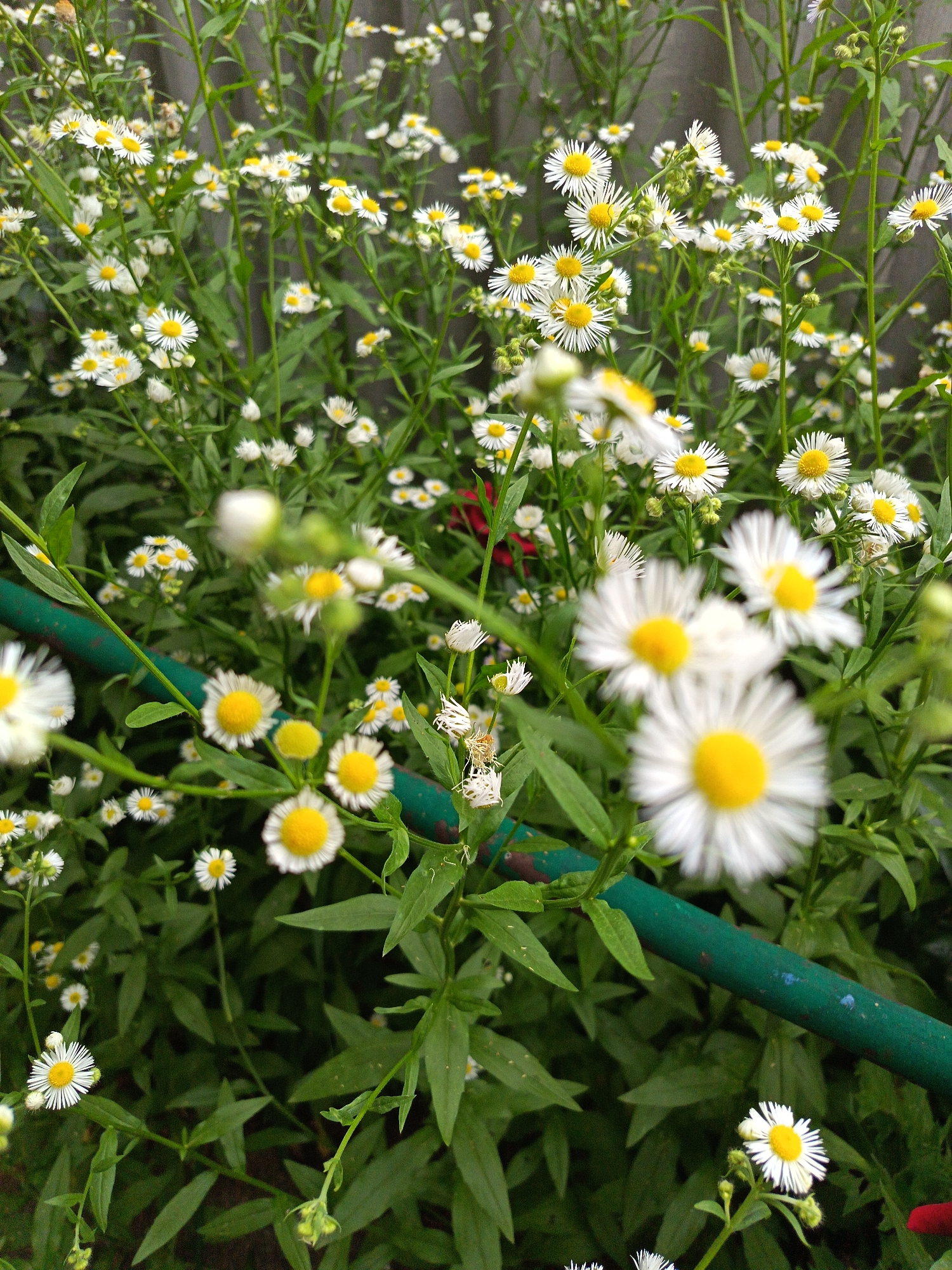 The image shows a close-up of a cluster of white and yellow wildflowers, likely daisies, in a garden setting. The flowers are in various stages of bloom, with some fully open and others still budding. The plants have green stems and leaves, and are densely packed together. A dark green, weathered garden hose or pipe runs diagonally across the frame, partially obscuring some of the flowers. The background consists of more greenery and what appears to be a grey, textured surface, possibly a fence or wall. A small spider is visible on a stem between two of the flowers. The overall impression is one of natural growth and a slightly overgrown garden. The location is identified as Ipatovo, Russia.