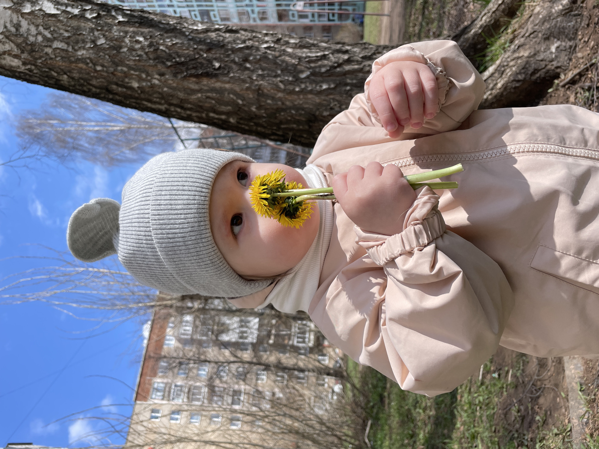 A baby wearing a light pink jacket and a gray hat is holding dandelions in its mouth. The baby is in an outdoor setting. A tree is visible behind the baby. A building is visible in the background. The building is in the city of Izhevsk, Russia.