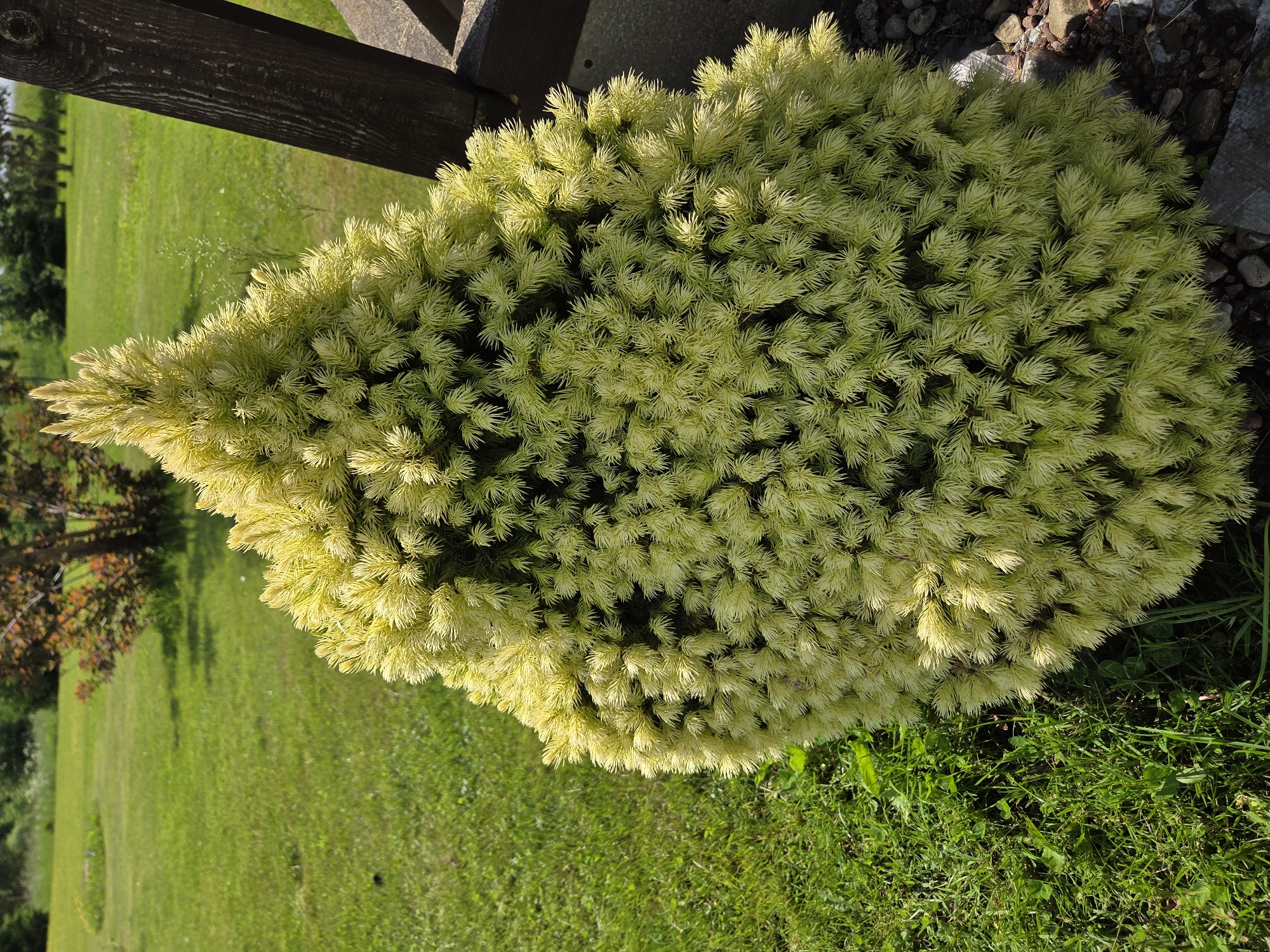 A conical evergreen shrub with light green foliage is positioned in the foreground, partially obscuring a wooden structure. The shrub's needles are dense and appear to be newly grown, giving it a feathery texture. To the left of the shrub, a vibrant green lawn stretches into the background, dotted with scattered patches of grass and a few small plants. In the middle ground, another tree with reddish-brown foliage is visible. The background consists of more of the green lawn and a treeline, suggesting an outdoor setting, likely a park or a garden. The lighting indicates it is daytime, with sunlight casting shadows on the scene. The location is described as Unknown, Unknown.