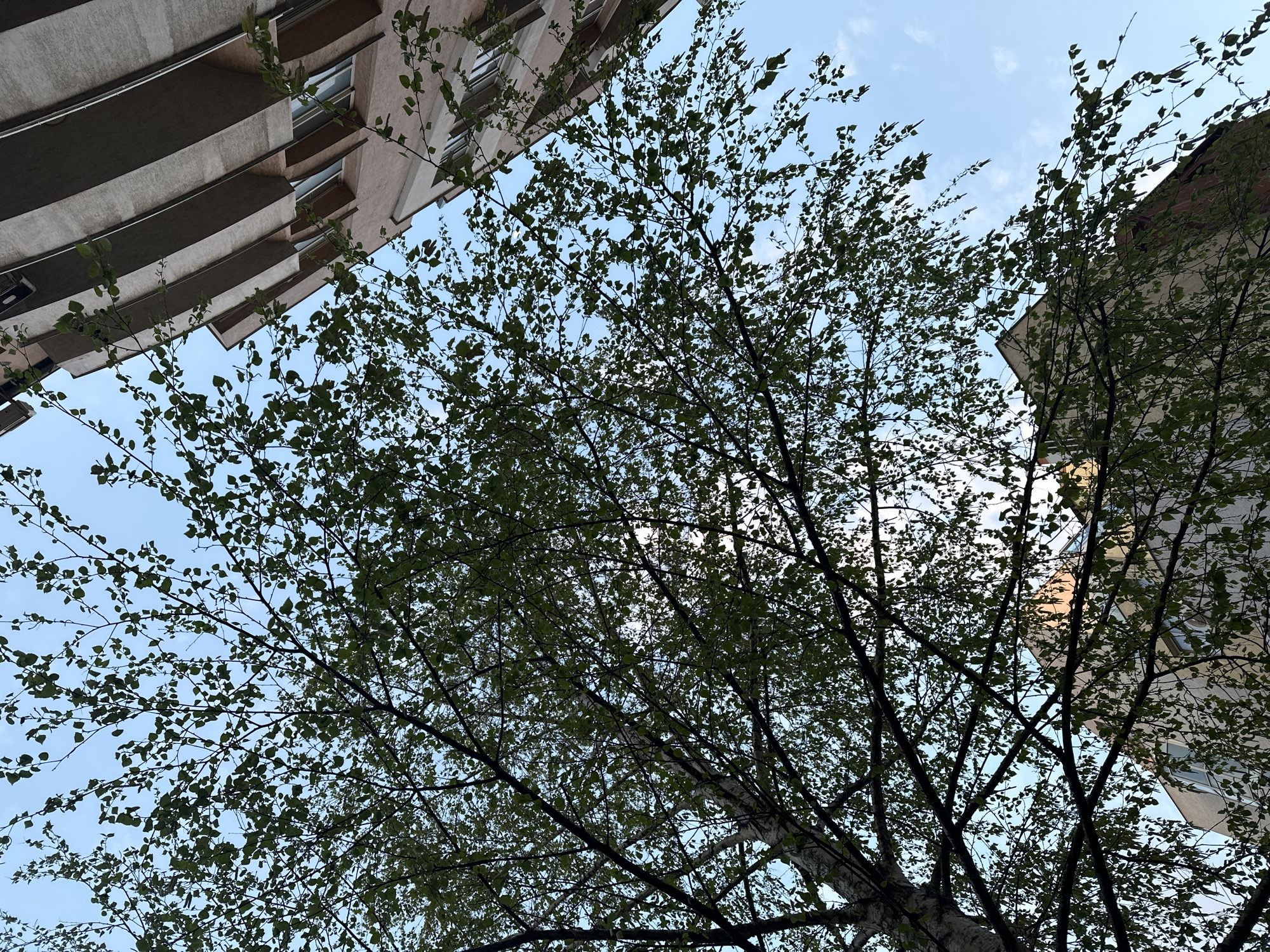 The image presents a low-angle view looking upwards through the dense, leafy canopy of a tree towards a bright blue sky with scattered wispy white clouds. The tree, likely a birch given its visible light-colored bark and slender branches, is covered in numerous small, vibrant green leaves, suggesting spring or early summer. Its dark branches crisscross against the sky, partially obscuring the buildings.
Two multi-story buildings flank the tree on either side. On the top left, a modern-looking building features light-toned facades and distinctive, curving horizontal bands or balconies, with windows visible within these structures. On the top right, another building, possibly older in style, also presents light-colored walls and discernible windows, with a reddish-brown upper section or roofline visible.
The scene depicts an urban setting where natural elements intertwine with city architecture. The bright sky indicates daytime, likely late morning or early afternoon, with clear and fair weather. There are no people or specific activities taking place; it is a static, tranquil snapshot of the urban environment. No visible text is present. The architectural elements are characteristic of a European city, consistent with the provided location context of Sofia, Bulgaria.
