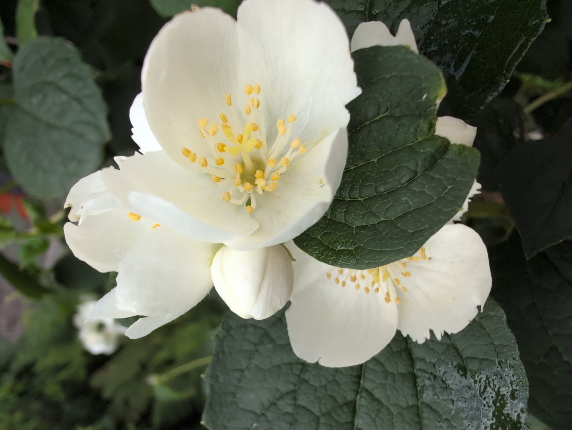 The image shows a close-up view of white jasmine flowers with yellow stamens, nestled amongst dark green, textured leaves. Some of the leaves appear wet, possibly from rain or dew. In the background, out of focus, are more green foliage and a hint of another white flower. The lighting is soft, suggesting it might be an overcast day or early morning. There are no people or discernible landmarks to indicate a specific location within Saint Petersburg, Russia. The scene is natural and appears to be in a garden or park setting.