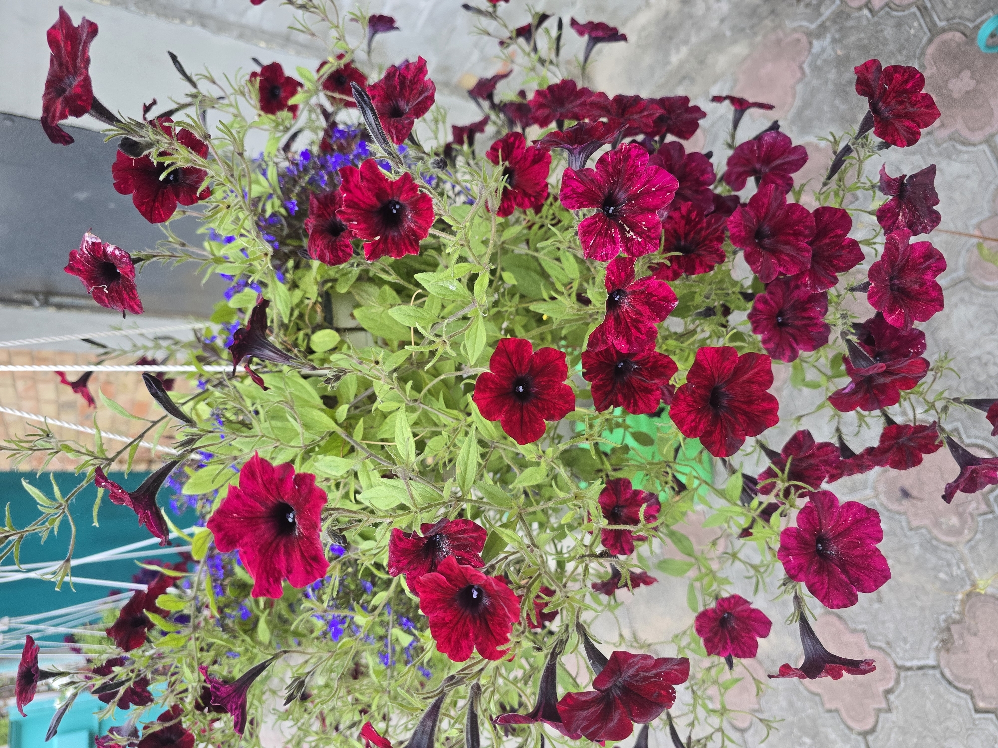 The image captures a vibrant close-up of a dense floral arrangement, likely a hanging basket or large planter, brimming with flowers. The primary subjects are numerous dark red to magenta petunias, many in full bloom, featuring a darker, almost black, center. Some of these petunias display subtle lighter pink or white variegation, giving them a striped or mottled appearance. Mixed within the lush green foliage and beneath the petunias, smaller clusters of delicate blue or purple flowers, possibly Lobelia, are visible, adding a contrasting splash of color.
The background elements suggest an outdoor setting. To the right and bottom of the frame, light-colored paving stones or tiles with an embossed, possibly geometric or floral, pattern are visible. On the left side, out-of-focus white ropes or strings, likely supporting the planter, are present, alongside glimpses of a light blue or teal structure, possibly a wall or railing. The lighting is bright and even, indicating daytime, and the flowers appear fresh and healthy. The scene depicts a decorative outdoor plant display. The location of this scene is Nova Kakhovka, Ukraine.