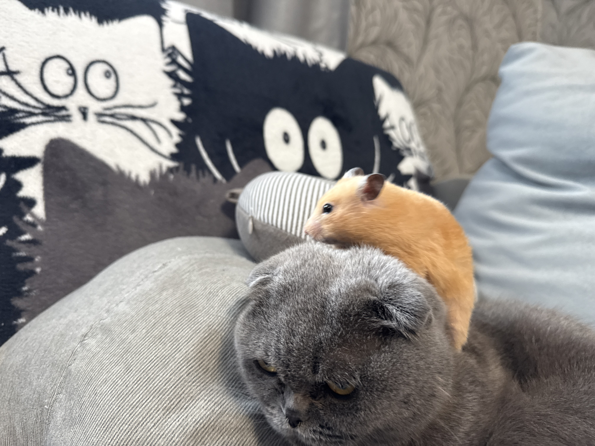 This image captures a close-up view of a Scottish Fold cat with gray fur, resting its head on a textured gray cushion. Perched on the cat's head is a small, orange hamster. In the background, a patterned pillow with a cartoon cat design is visible, along with a light blue cushion and a wall with a subtle damask pattern. The scene appears to be set indoors, likely in a domestic environment, such as a living room. There is no identifiable context or information relating to the city of Pastavy, Belarus.
