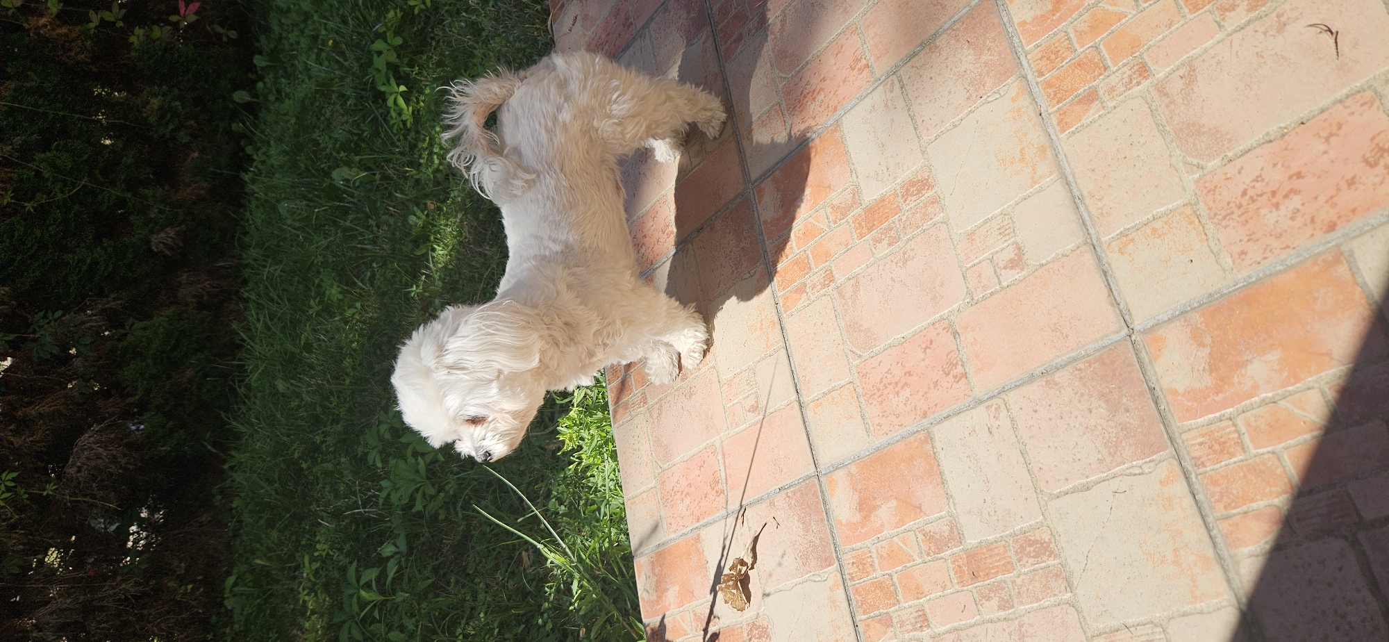A small white dog with fluffy fur stands on a tiled patio outdoors. The dog is facing left, with its head slightly tilted up. Its tail is curled over its back. The patio tiles are a mix of terracotta and beige, arranged in a geometric pattern. In the background, there is lush green grass and dark green foliage. Sunlight casts shadows on the patio and the dog. A dried leaf lies on the patio to the left of the dog. The scene appears to be in a garden setting, likely in Hévíz, Hungary, given the context. There are no people visible in the image.