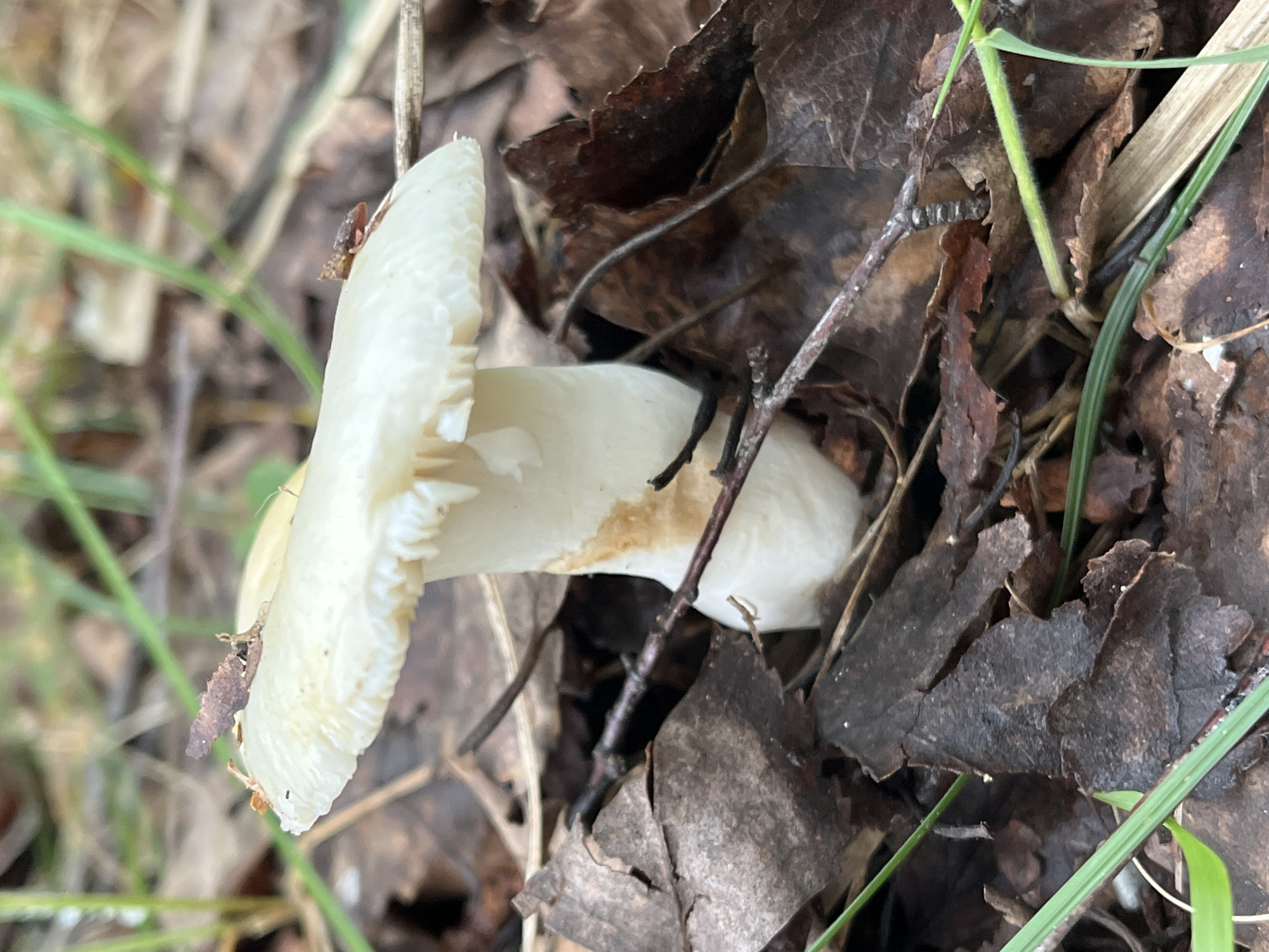 A single, pale mushroom with a white stem and a slightly yellowish-brown cap is the central subject of this close-up photograph. The mushroom is surrounded by a bed of dry, brown fallen leaves and dark soil. Several thin, dry twigs are scattered around the mushroom. Some blades of green grass are visible in the foreground and background. There are two small, brown, insect-like objects on the edge of the mushroom cap. The lighting suggests an outdoor, natural environment, possibly a forest floor. The mushroom exhibits some browning on its stem. The scene is static and appears to be an unposed, candid shot of the natural environment. The location is specified as the city of Нагорный, Russia.