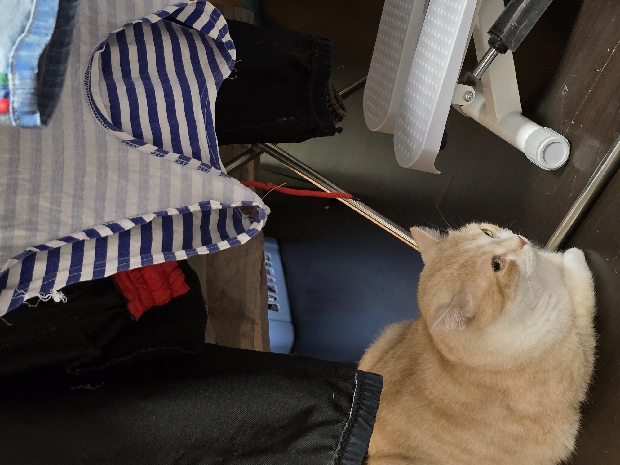 The image shows a ginger and white cat sitting on a dark wooden floor. Behind the cat are black pants and a blue and white striped garment hanging on a clothes rack. To the right of the cat is a white mini stepper exercise machine. In the background, a blue plastic basket is visible. The scene appears to be indoors, possibly in a home environment. The image does not contain any information that would allow for determining its location in Krasnoyarsk, Russia.