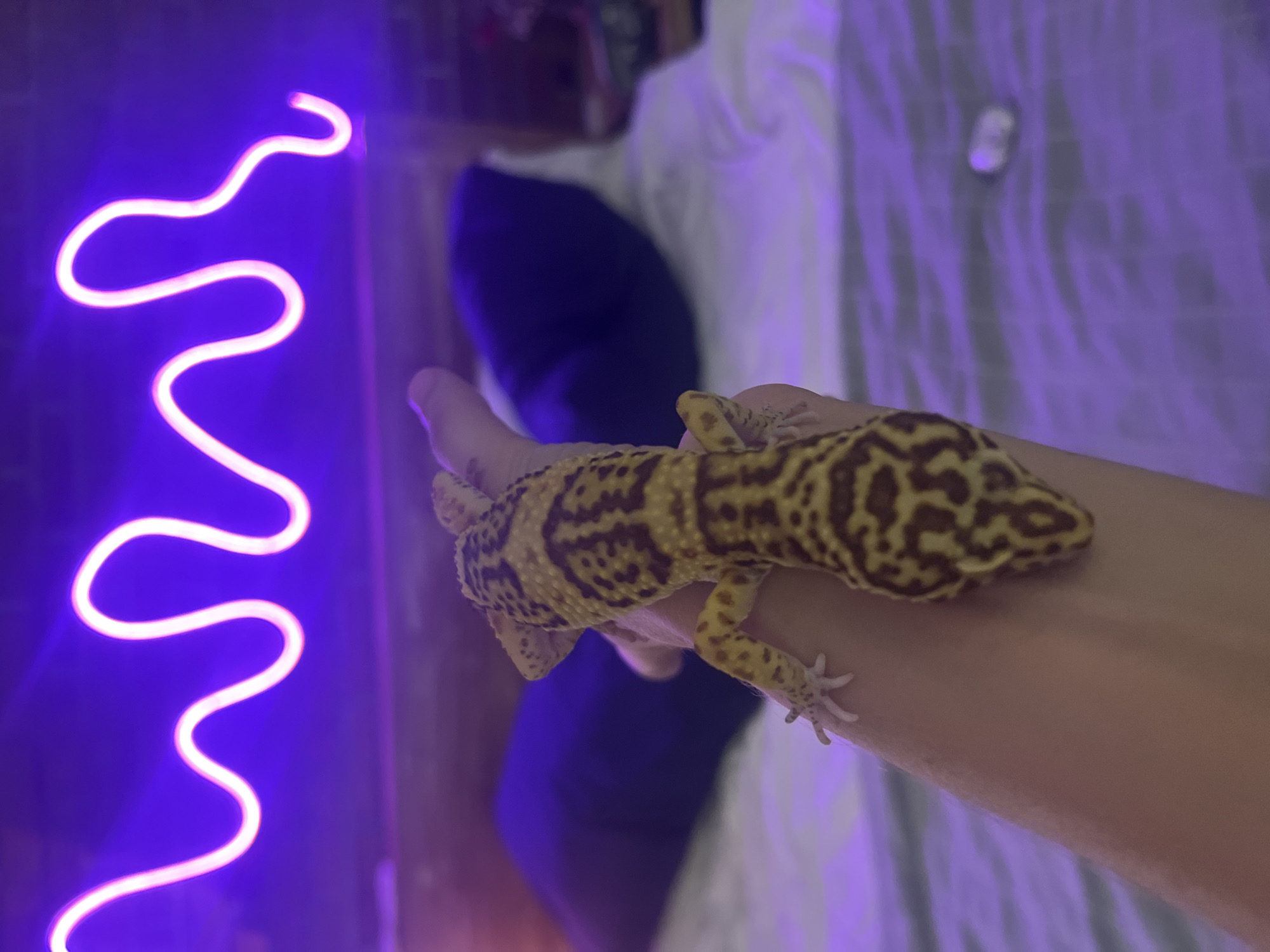 A leopard gecko is perched on a person's forearm. The gecko's body displays a pattern of yellow and brown markings. A purple neon light is visible in the background. The scene appears to be indoors. There is no verifiable information to accurately establish a location in the city of North Kuta, Indonesia.