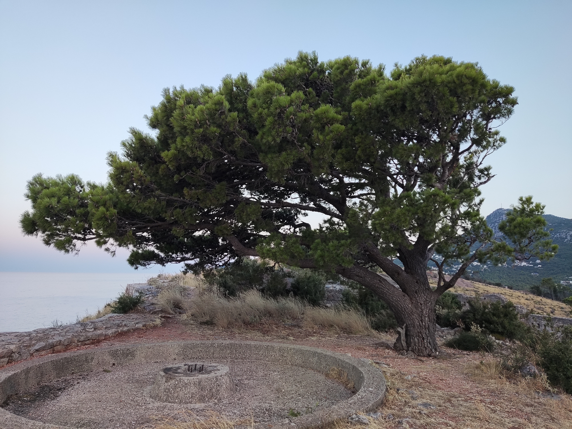 The image depicts a large, mature pine tree with a sprawling canopy, situated on a rocky outcrop overlooking the Adriatic Sea. In the foreground, a circular concrete structure with metal fixtures is visible, possibly remnants of a historical fortification. Dry grass and sparse vegetation cover the ground. The background shows the calm sea meeting the horizon under a pale blue sky. In the distance, a mountainous landscape with scattered buildings can be observed. The overall scene suggests a location in Sutomore, Montenegro, likely a scenic viewpoint or historical site. There are no people or animals present in the image.