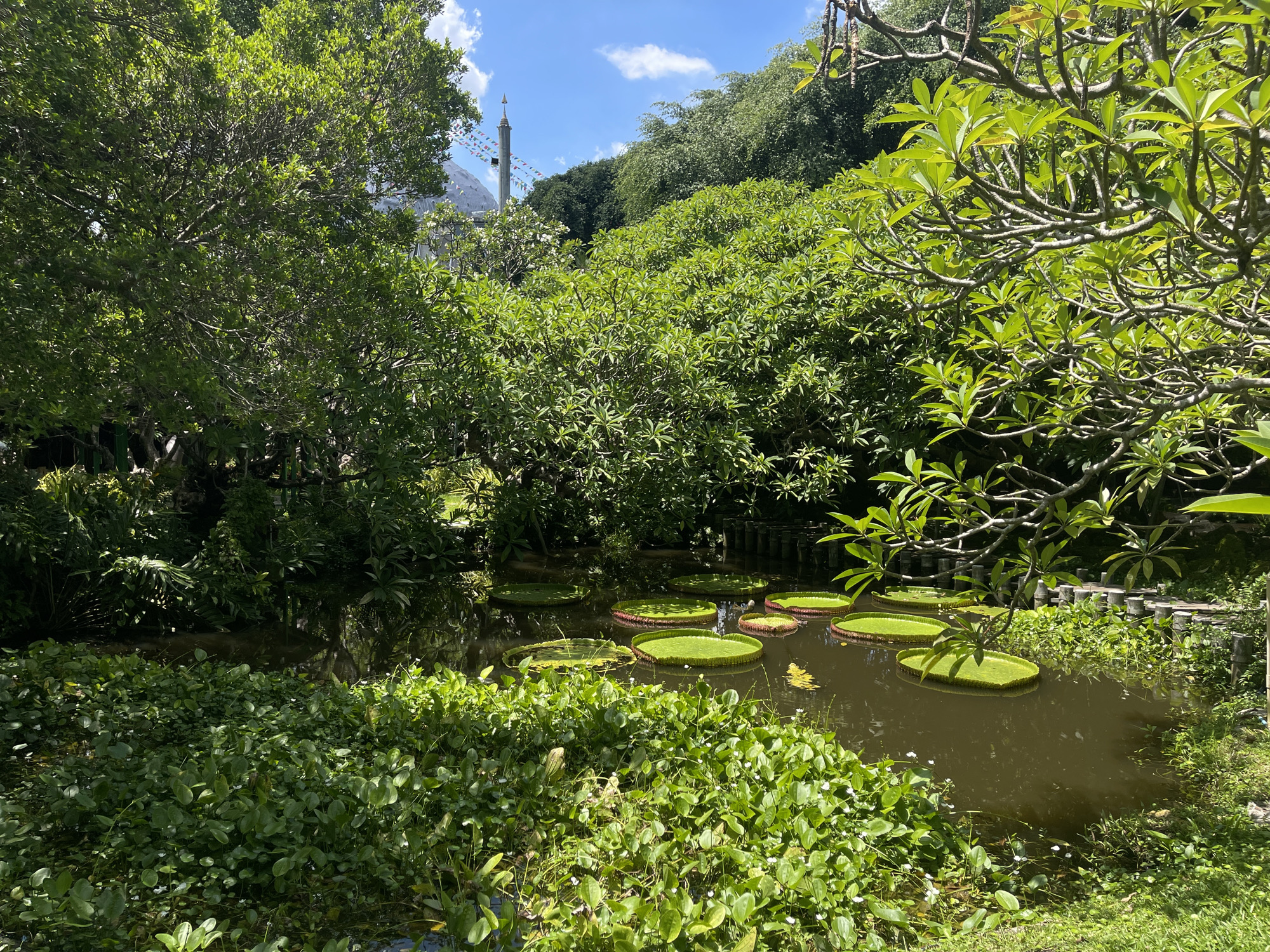 The image depicts a serene pond filled with large, circular lily pads, some bearing vibrant red undersides. The pond is surrounded by lush green vegetation, including trees with dense foliage and smaller plants growing along the water's edge. In the background, a tall, slender tower with a pointed top is visible, adorned with colorful triangular flags. This tower, coupled with the architectural style of a domed building also partially visible, suggests the location is within a significant religious or cultural complex. Given the distinctive architectural elements and the tropical flora, the scene is highly likely to be within the grounds of Wat Arun, a prominent Buddhist temple located in Bangkok, Thailand, along the Chao Phraya River. The sky above is a clear blue with scattered white clouds, indicating pleasant weather. The lighting suggests it is daytime, with sunlight casting shadows and highlighting the vibrant greens of the plants and the bright colors of the lily pads. There are no people or animals clearly visible in the frame.