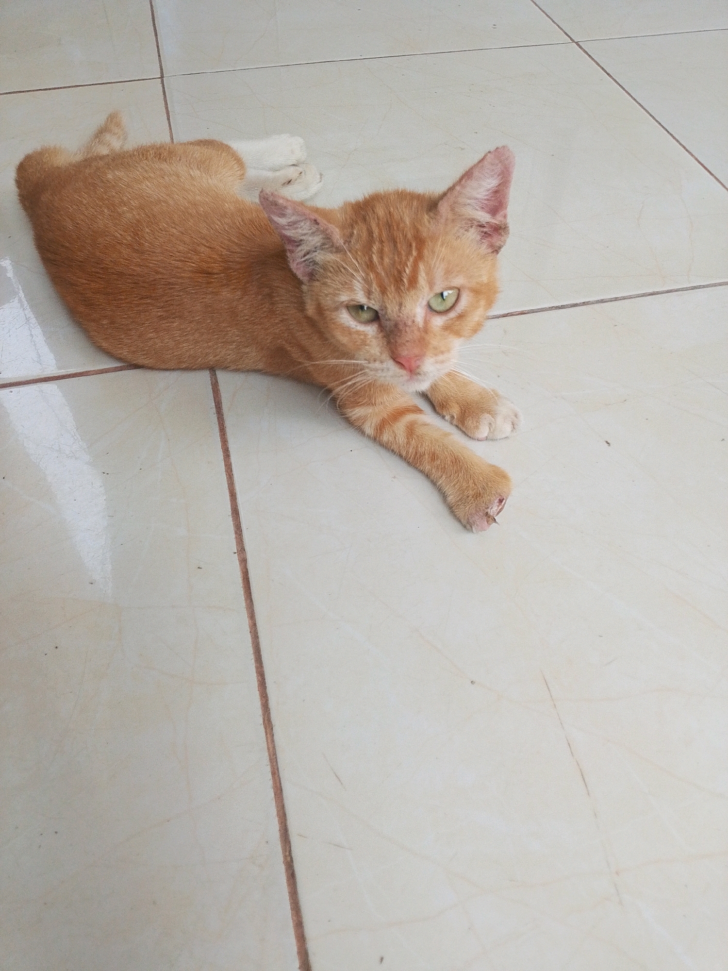 An orange tabby cat is lying on its side on a tiled floor. The cat has green eyes and white paws. Its fur is short and appears to be in good condition. The tiled floor is light beige with darker grout lines. The image appears to have been taken indoors, possibly in a home or residential area. There is no indication of the specific location within the city of Karawang, Indonesia.
