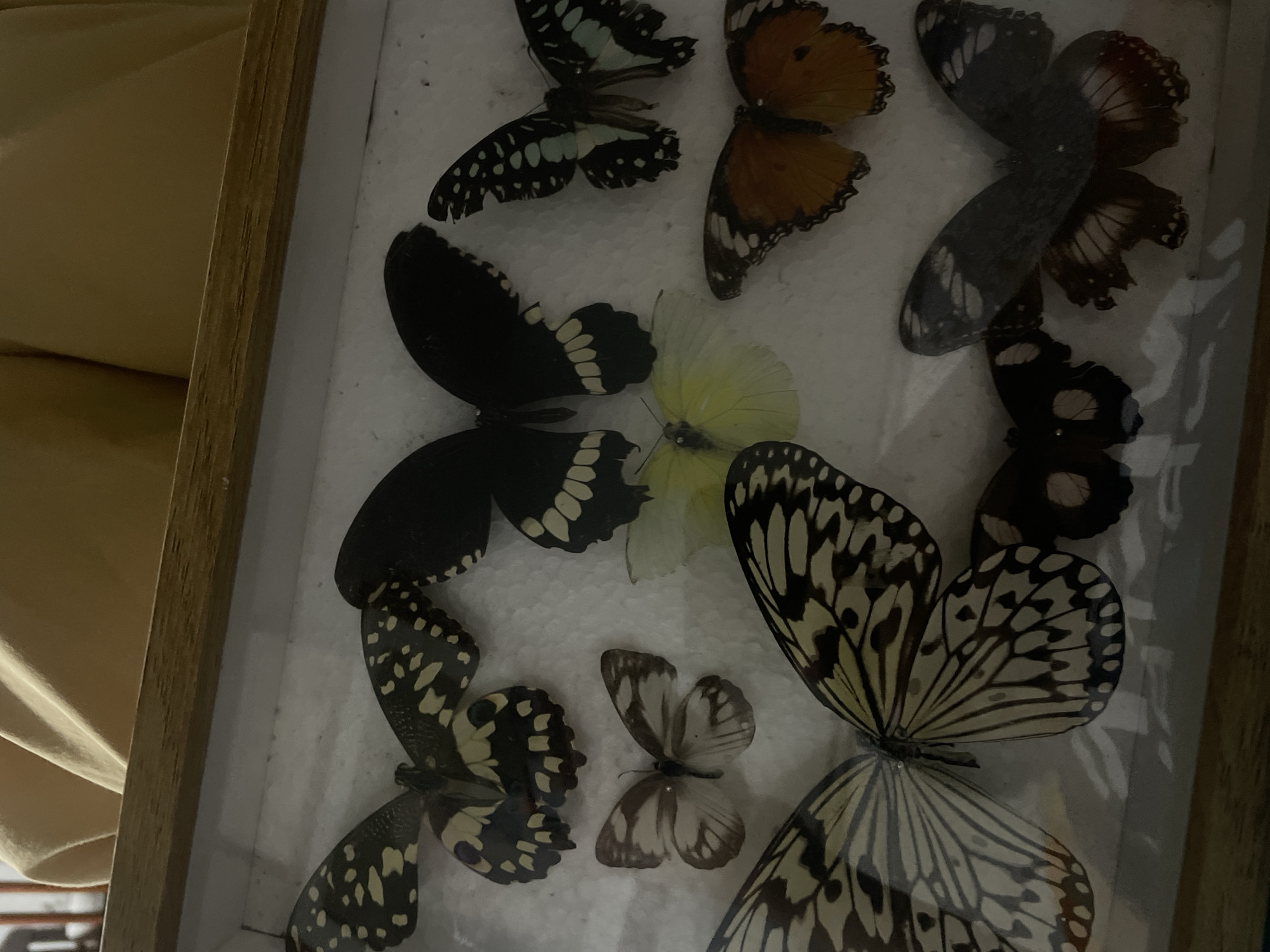 A close-up, angled shot depicts a collection of nine preserved butterflies and moths meticulously pinned and displayed within a rectangular wooden-framed shadow box or display case. The frame itself is a light brown wood. The insects are arranged on a white backing material, likely styrofoam or cotton. A clear protective cover, possibly glass, shows slight reflections.
The collection features a variety of species:
* In the upper left, a black butterfly with prominent yellow spots.
* In the upper center, a large black butterfly with distinct white markings on its lower wings.
* In the upper right, a black butterfly with light blue and white patterns.
* In the middle left, a smaller, delicate brown and white patterned butterfly.
* Below the large black butterfly, a small pale yellow butterfly is visible.
* In the middle right, an orange and black butterfly with scalloped wing edges.
* Dominating the lower left, a large cream-colored butterfly with intricate black vein patterns, characteristic of a Paper Kite butterfly.
* Below the yellow butterfly, a small black butterfly with white spots.
* In the lower right, a large dark brown butterfly with lighter patches and reddish hues on its hindwings.
Above the display case, a blurred section of light brown or khaki fabric, possibly clothing, is visible, indicating proximity to a person or upholstered surface. The scene is located in Davao City, Philippines.
