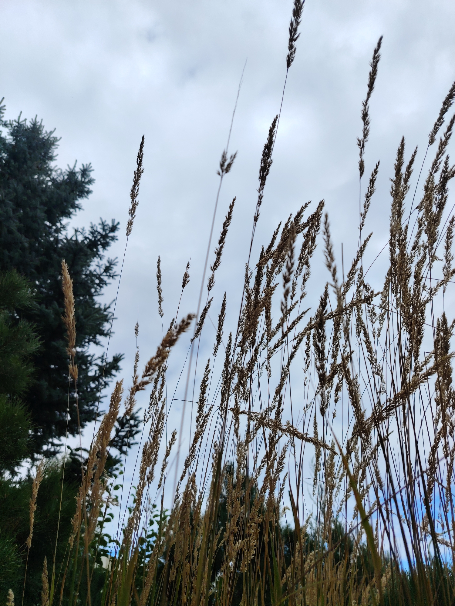 The image is a low-angle shot looking up at dry grass stalks and a dark green evergreen tree against an overcast sky. The dry grass is in the foreground, with many thin stalks reaching upwards, some with visible seed heads. To the left, a portion of a large evergreen tree is visible, its dark foliage contrasting with the lighter sky and dry grass. The sky is cloudy and pale gray, with hints of blue peeking through in some areas. The scene appears to be an outdoor environment, possibly a park or natural area, with the evergreen tree suggesting it could be a pine or fir. The image captures a moment of natural beauty with a focus on textures and the interplay of light and shadow. The location is Zelenograd, Russia.