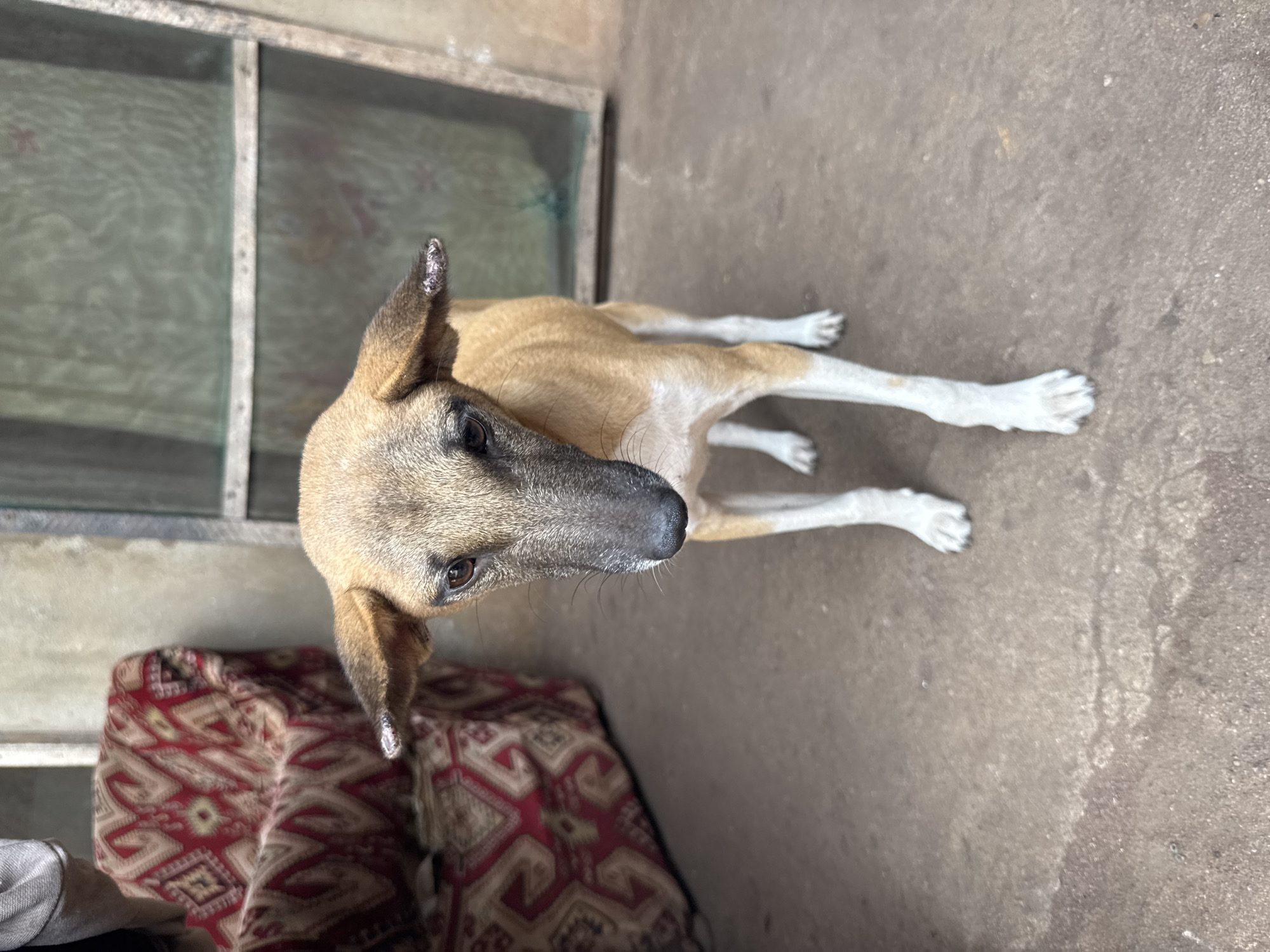 A medium-sized dog with a light brown coat, dark muzzle, and white paws is standing on a concrete floor. The dog is looking upwards and to the right. Behind the dog is a patterned red and brown cushion. A window with a mesh screen is in the background. The location is likely indoors in Oboama, Nigeria, but lacks distinct identifiers to confirm this. No people are visible.