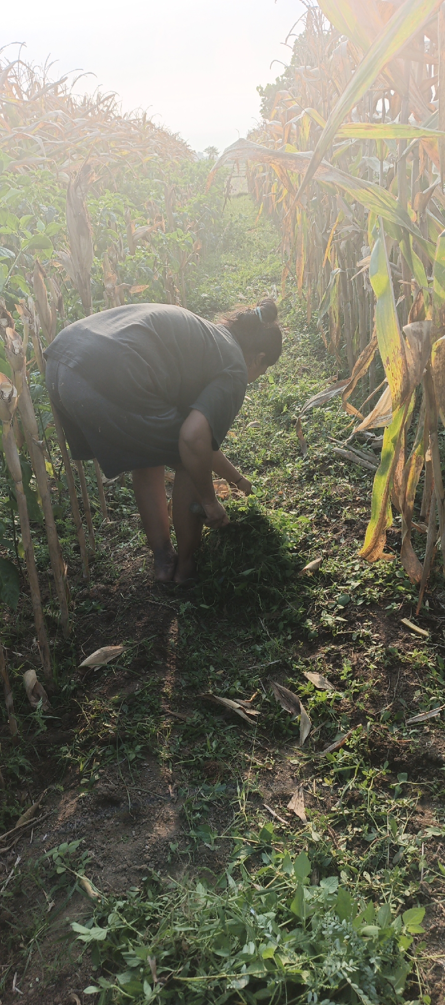 A person is seen from behind, bent over and collecting grass in a field. The person is wearing a dark t-shirt and dark shorts. Their legs are bare and appear dirty. The field is surrounded by tall corn stalks, some of which are dried and brown. The ground is covered with green grass and dirt. In the background, the sky is bright and hazy, suggesting it is either early morning or late afternoon. The overall impression is of rural labor in a cultivated field.