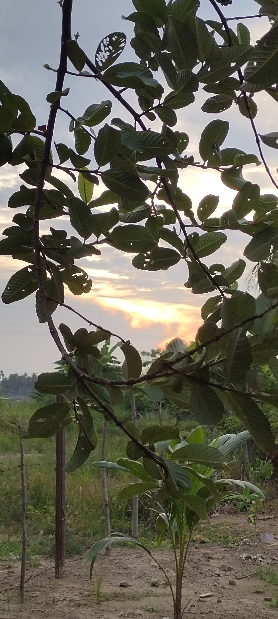 A vertical, low-angle, medium shot captures branches of a guava tree in the foreground, obscuring a sunset over Lhokseumawe, Indonesia. The leaves are dark green, with a few showing holes. The branches are thin and brown, with some extending across the frame. The sunset is visible through the foliage, with streaks of orange and yellow light piercing through white and gray clouds. Below the sunset, a green field stretches into the distance, dotted with a few palm trees. The ground in the foreground is dry and dusty, with a few small plants growing.