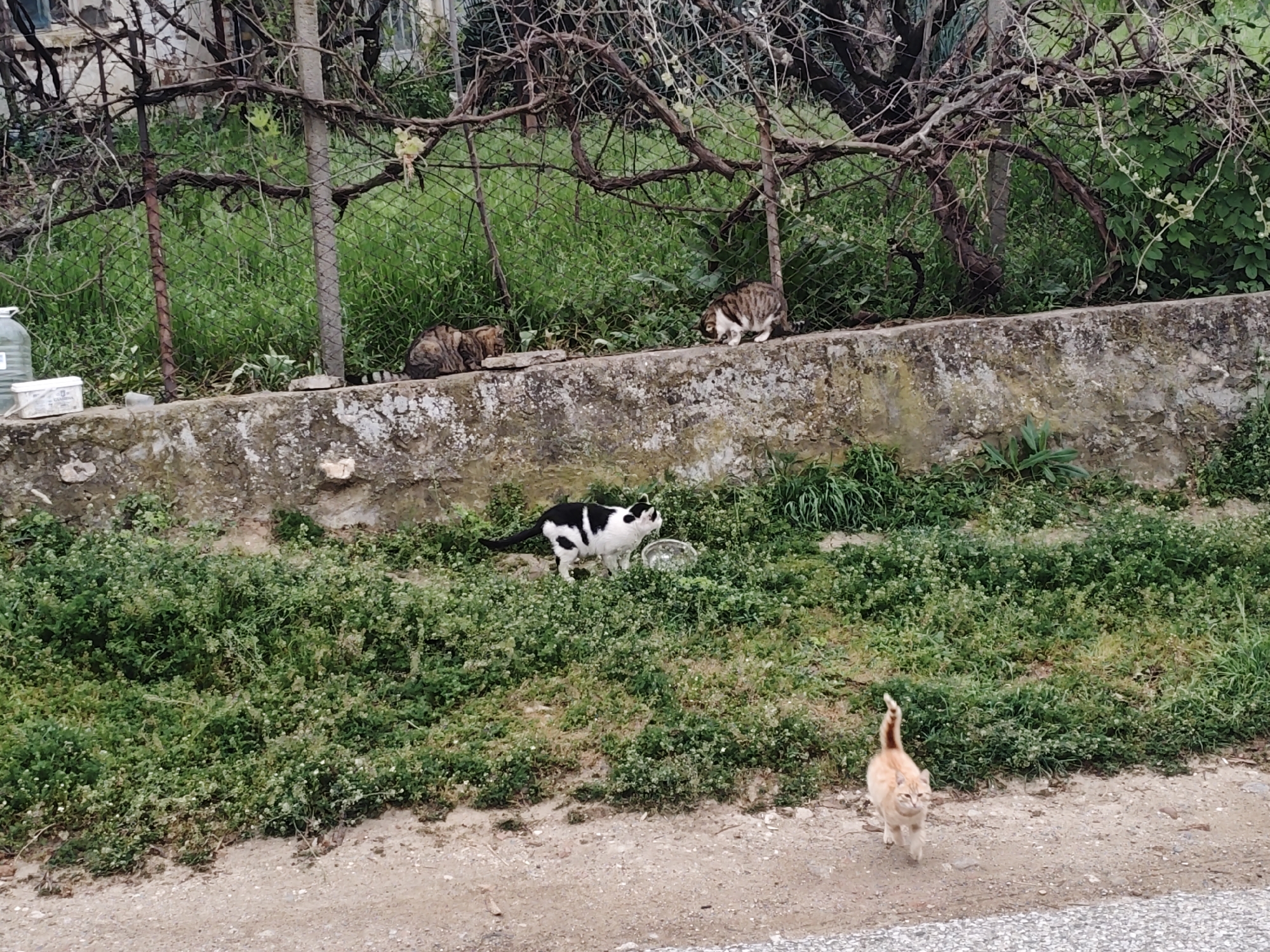 The image depicts a scene in an outdoor environment, likely a residential or semi-rural area, possibly in the city of Unknown, Unknown. There are four cats visible in the image. Two tabby cats are perched on a stone wall behind a wire fence overgrown with foliage. A black and white cat stands in the green vegetation below the wall, and a ginger cat is walking along a dirt or gravel path in the foreground. A clear bowl or dish is present in the vegetation near the black and white cat. A building is slightly visible behind the fence and foliage.