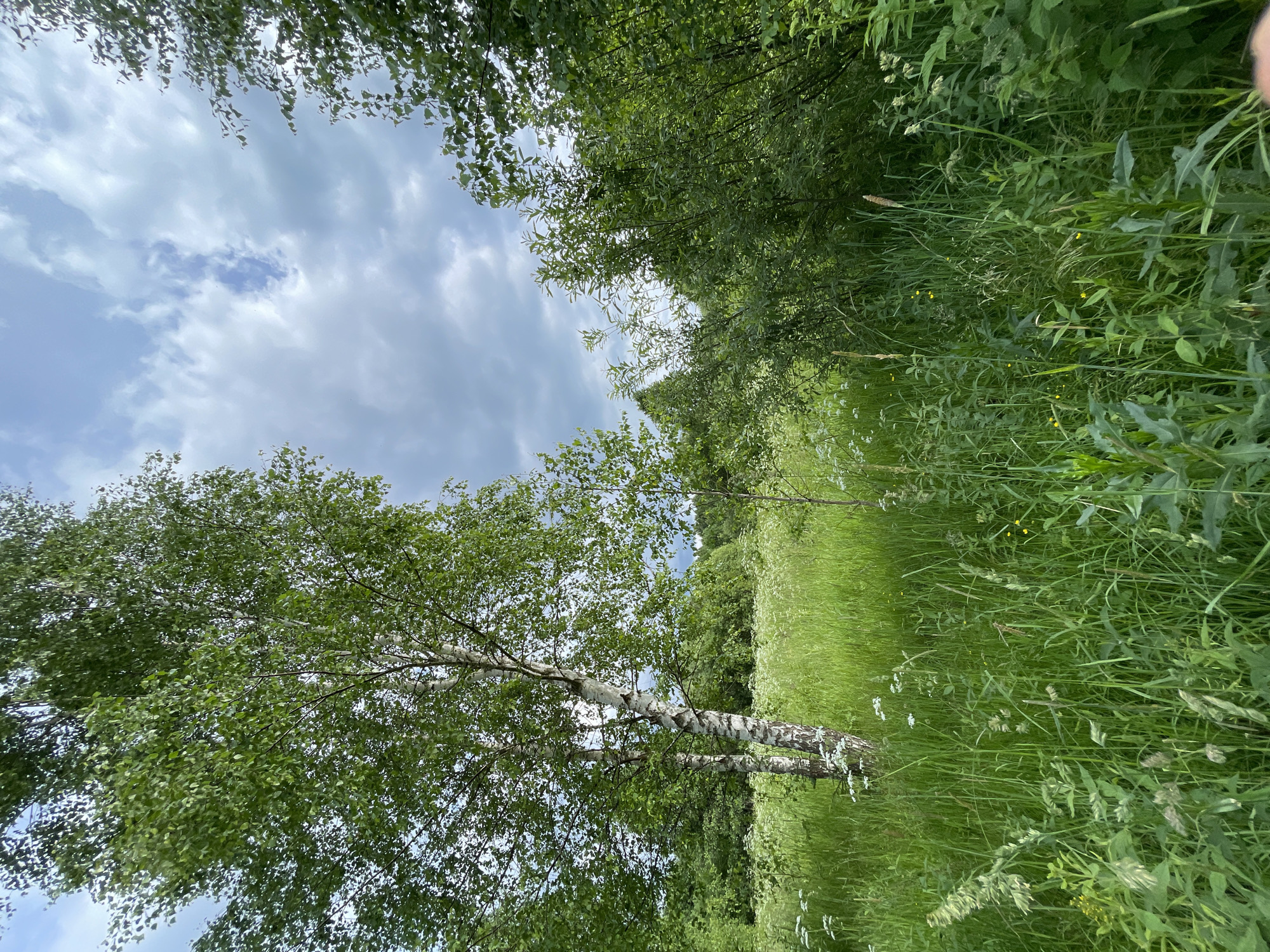 This is an outdoor, low-angle, full shot of a verdant field with trees under a cloudy sky. In the foreground, tall green grass and some smaller wildflowers are visible. To the left, two white-barked birch trees stand prominently. Behind them, a dense line of various green trees and shrubs stretches across the middle ground. The sky above is filled with a mix of white and gray clouds, with patches of blue visible. The scene appears to be a natural landscape, possibly a park or a rural area.