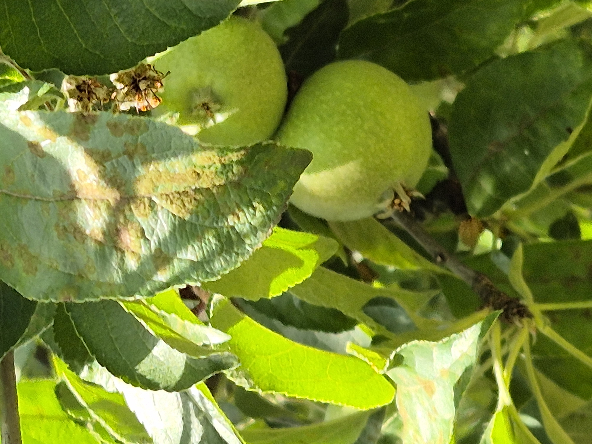 This is a close-up, low-angle photograph of unripe green apples on a tree branch, set against a backdrop of vibrant green foliage. The image is taken outdoors, likely in Sozonivka, Ukraine, during daylight hours, as indicated by the bright natural lighting.
The focal point consists of three partially developed green apples. The two apples in the foreground are larger and more distinct, while a third apple, partially obscured by leaves, is visible in the upper right quadrant. The apples are smooth-skinned and possess a uniform green hue, with subtle variations in shade due to the play of light and shadow.
Surrounding the apples are numerous green leaves, some appearing healthy and lush, while others exhibit signs of disease or damage. One prominent leaf, positioned centrally in the upper portion of the frame, displays discolored patches of brown and yellow, suggesting a fungal or pest infestation. Tiny, dried flower remnants or developing buds are also visible amongst the foliage.
A thin branch, dark brown and textured, runs diagonally across the lower right of the image, supporting the developing fruit. The overall impression is one of natural growth and the early stages of fruit development, juxtaposed with the subtle signs of environmental stress on the plant's foliage.