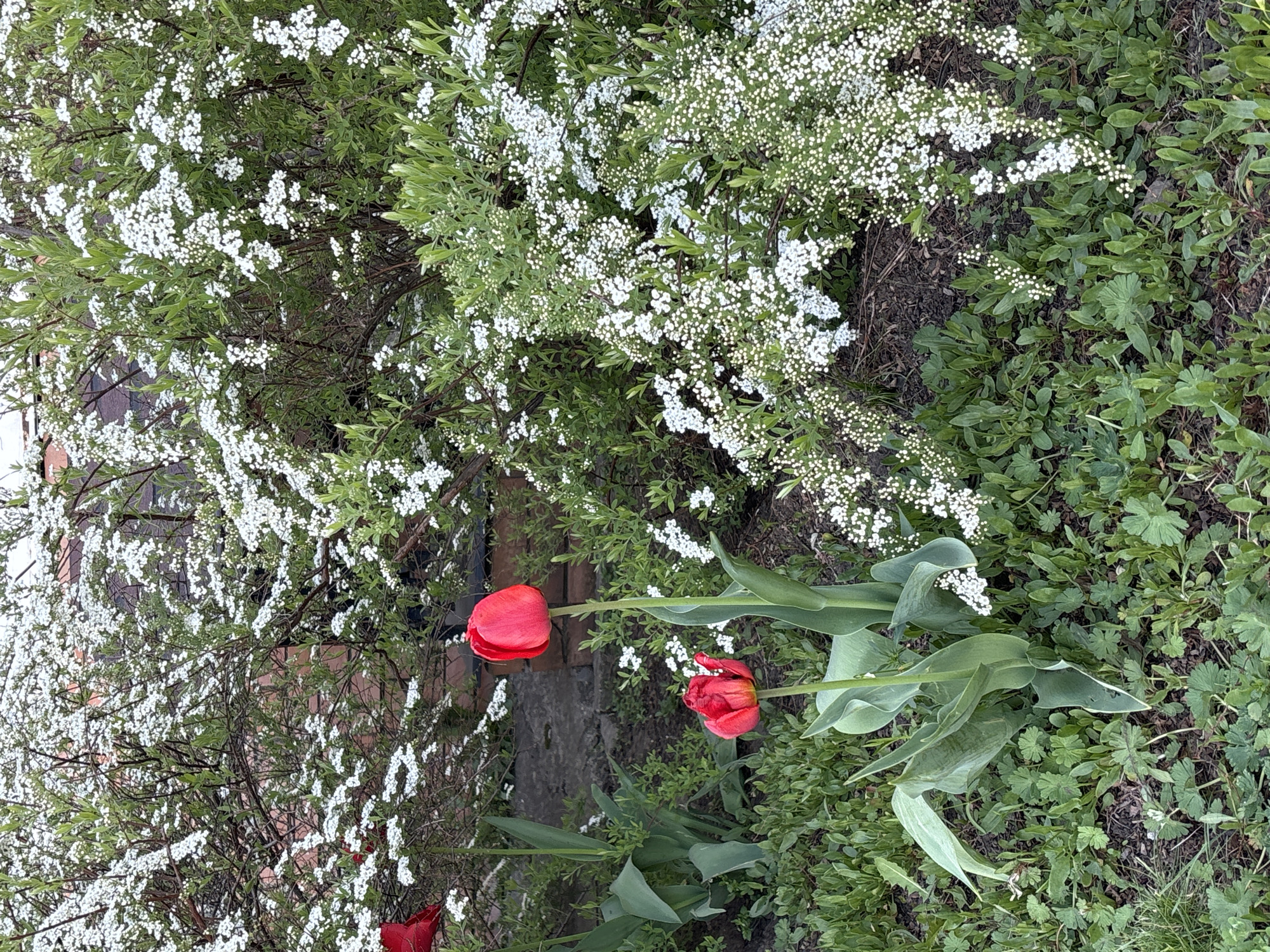 The image shows a garden scene likely in Chaikovsky, Russia. A sprawling bush with small white flowers dominates the background and mid-ground. Three red tulips are prominent, with their stems and leaves arching toward the viewer. A brick structure is visible partially behind the bush. Ground cover surrounds the plants and includes grass-like foliage and small leafy plants.