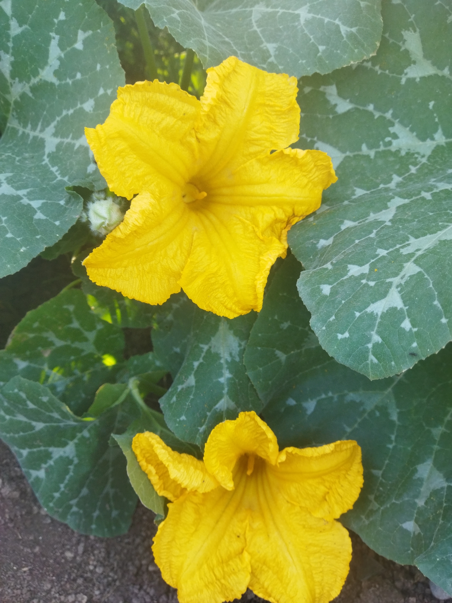 This is a close-up, outdoor, eye-level shot of two yellow squash blossoms surrounded by large, green squash leaves with light green veining. The blossoms are vibrant yellow with ruffled petals and are in various stages of opening. The leaves are broad and textured, some with a slightly fuzzy appearance. The background is a mixture of dark soil and dappled sunlight filtering through the foliage. There are no people or animals visible in the image. The scene depicts a section of a garden or a cultivated patch of squash plants.