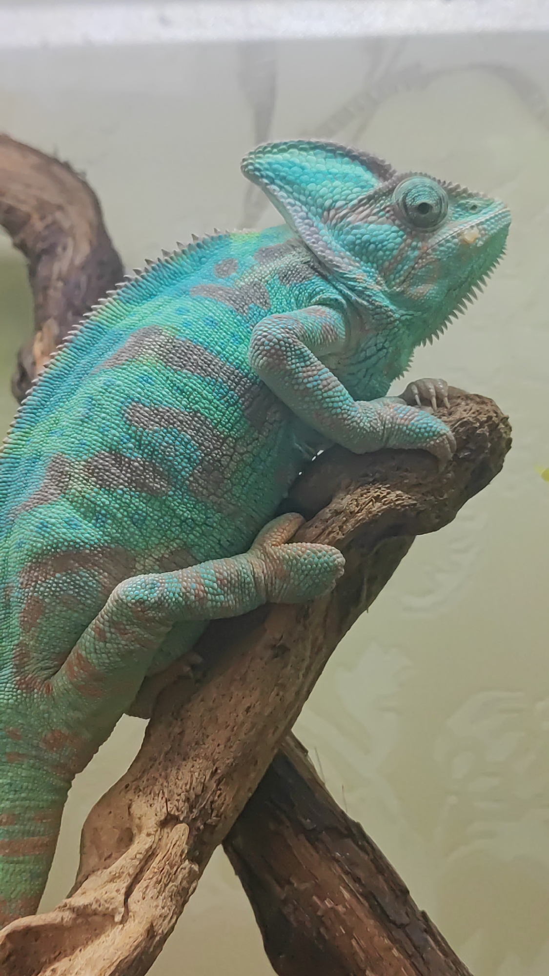 A chameleon with turquoise and brown markings is perched on a thick, textured branch in an indoor setting. The chameleon's body is covered in small scales, and its eyes are large and independently mobile. It has sharp claws on its feet, which are gripping the branch. The background is a soft, out-of-focus light yellow, suggesting a controlled environment like a terrarium or enclosure. The image is a close-up shot, focusing on the detail of the chameleon and its perch. There is no discernible information about the city of Sochi, Russia in this image.