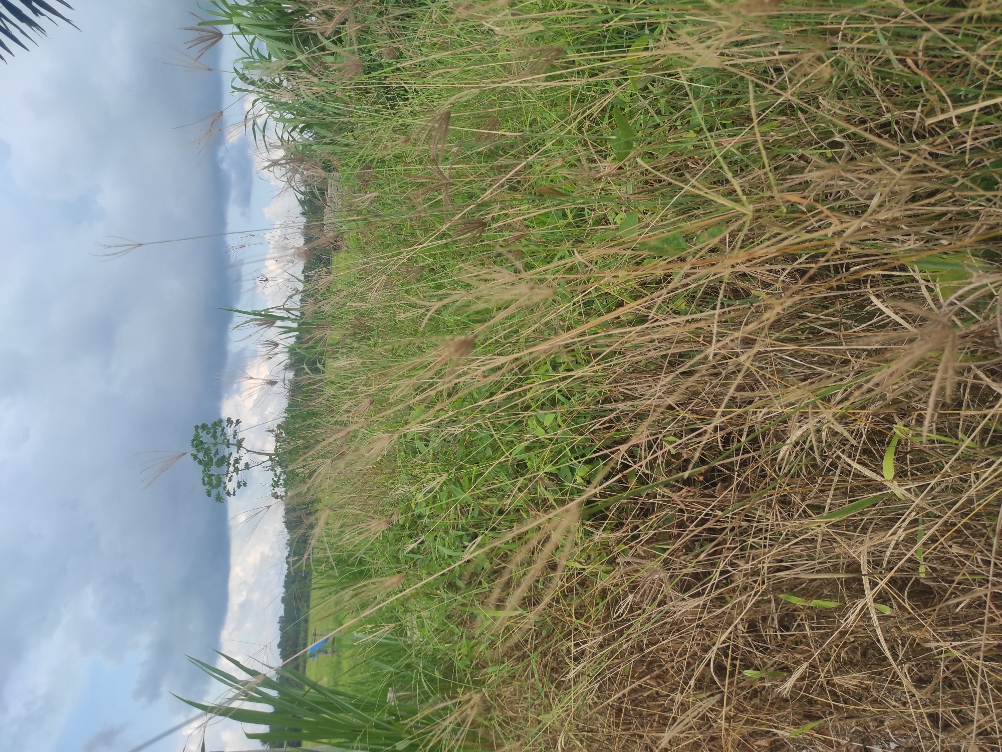 The image shows a field of tall grass, both green and dry, in an outdoor setting. In the background, there's a tree and what appears to be the edge of a forest or wooded area. Above the treeline is a cloudy sky. Given the prompt, the location is presumed to be near Lhokseumawe, Indonesia. No people are visible in the image. There are no visible objects or actions or interactions that are remarkable apart from the scene showing a natural environment.