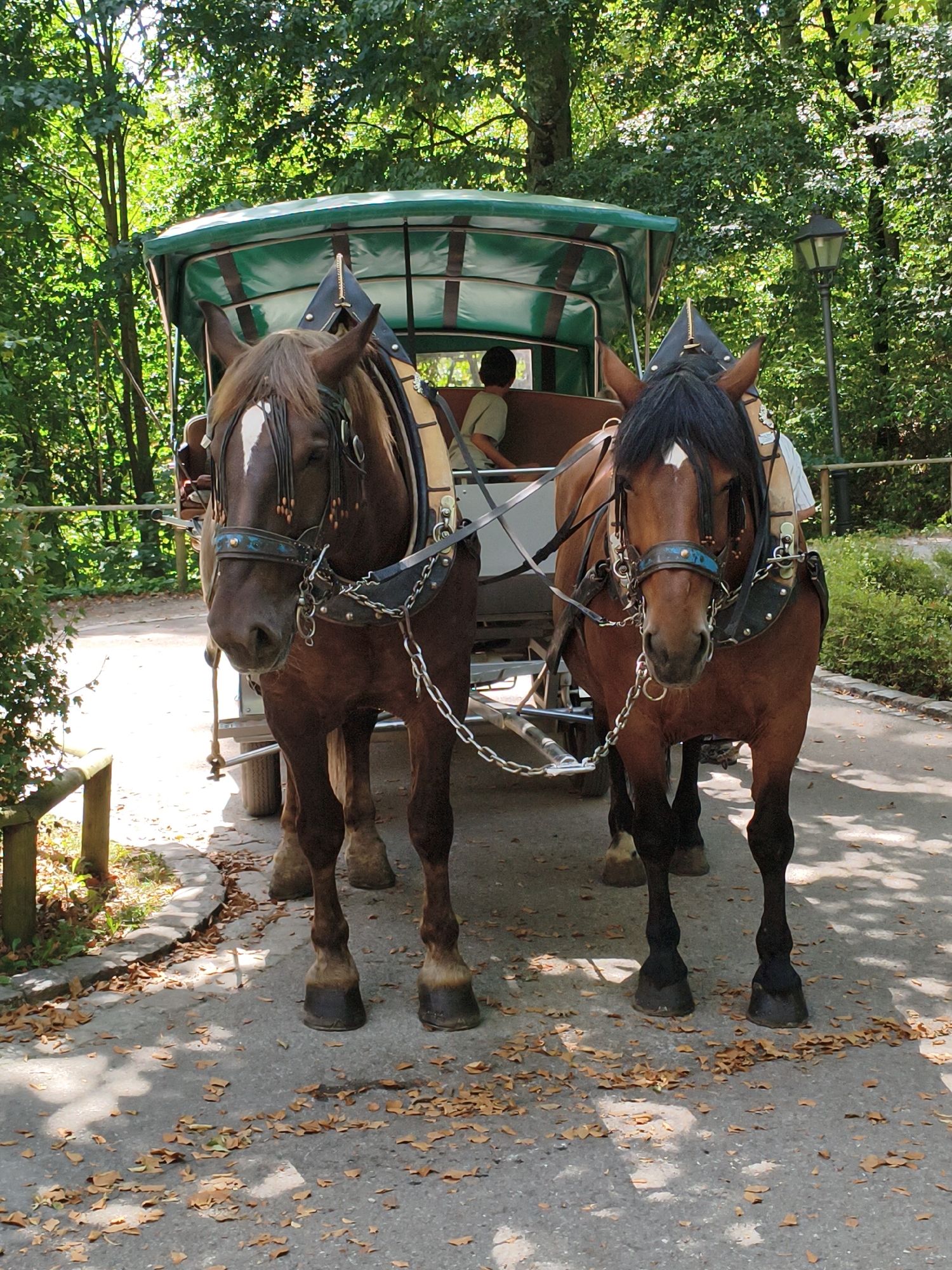 Two brown horses are harnessed to a covered wagon in Schwangau, Germany. The horses are standing on a paved path in a wooded area, with fallen leaves scattered on the ground. The wagon has a green canopy and is being pulled by the horses. A person is visible sitting in the wagon. A lamppost is also visible in the background.