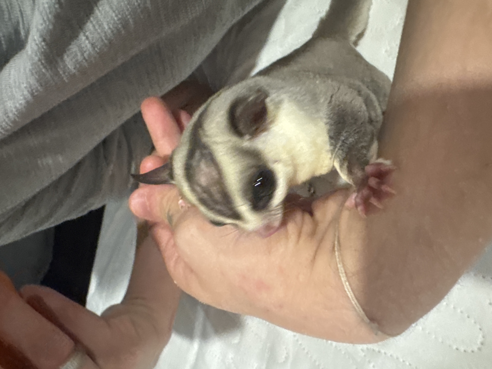 A sugar glider is being held by a person's hands. The sugar glider has grey and white fur with dark markings around its eyes. Its small pink feet are visible. The person's hands are light-skinned. One hand is holding the sugar glider, while another hand is partially visible supporting it. The background consists of a textured grey fabric and a white surface. There is no indication of the location being Bangkok, Thailand.