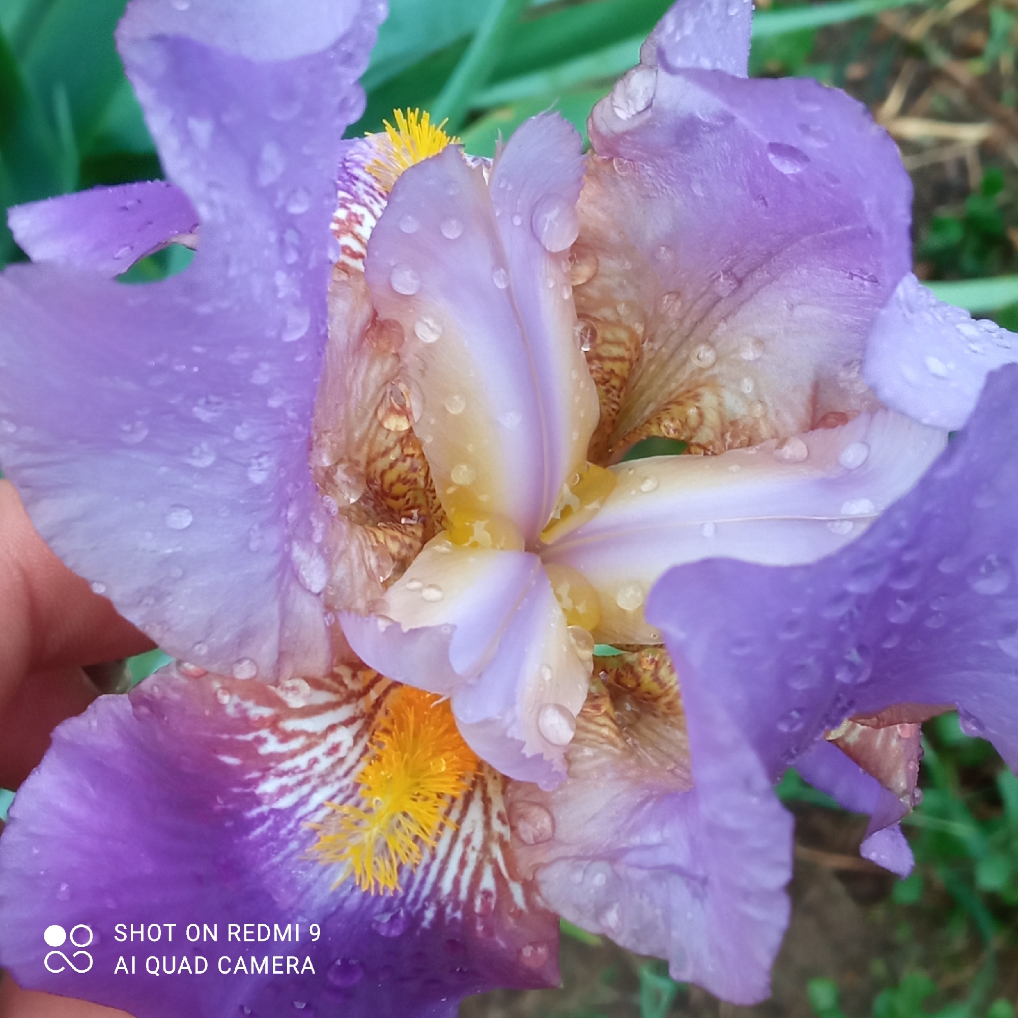 The image is a close-up shot of a purple iris flower with water droplets on its petals. The flower has a combination of purple, lavender, yellow, and brown/beige hues. The pistils and stamens are visible in the center, with bright yellow color. The flower is surrounded by greenery and brown earth, indicating an outdoor environment. The image includes the text "SHOT ON REDMI 9 AI QUAD CAMERA" at the bottom left corner, a watermark from a smartphone camera. The location specified, Ольховка, Russia, may be a relevant detail for the context of the image, but no objects or details confirm the location in the image.