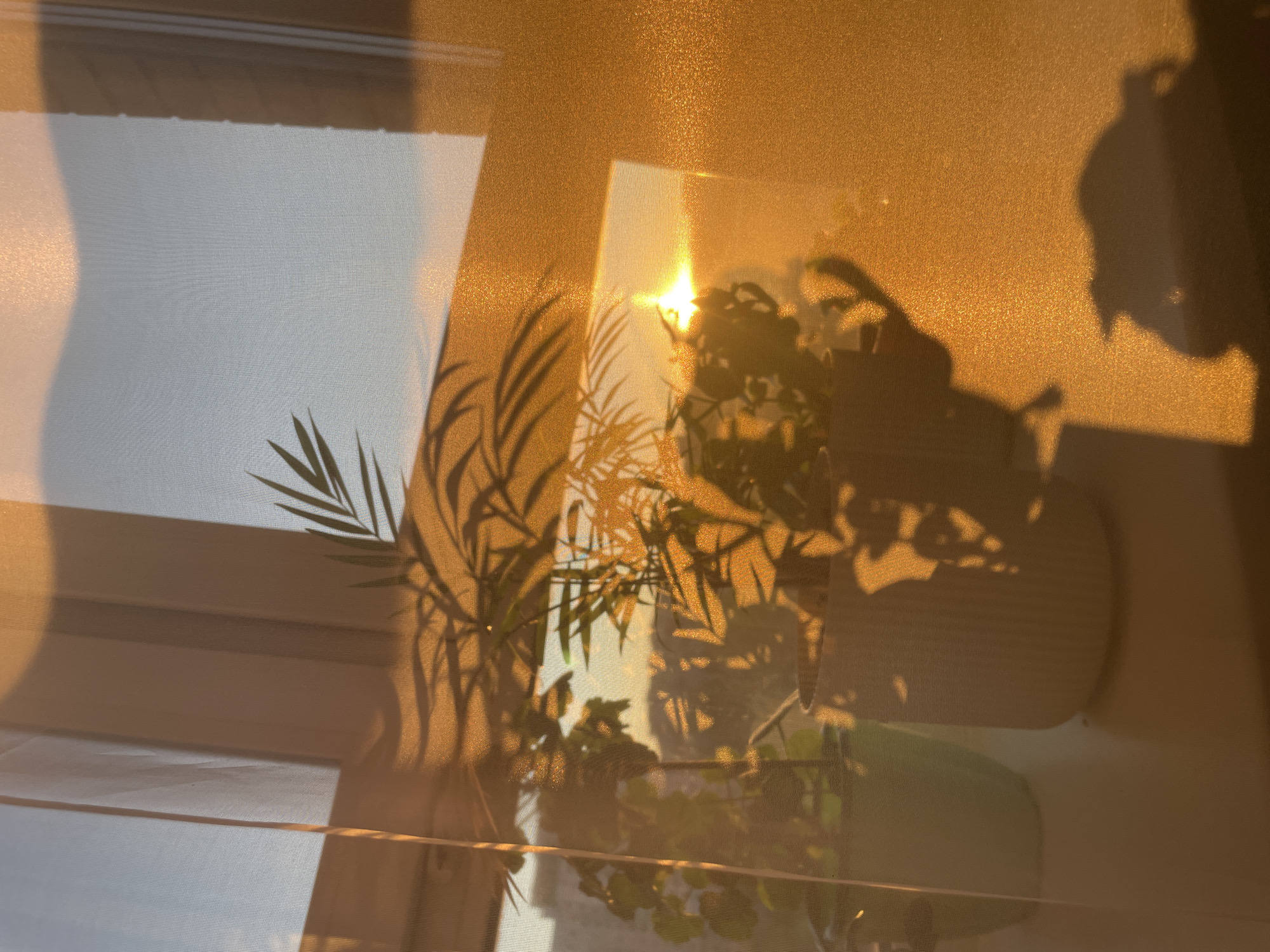 The image shows an indoor scene, likely near a window, with sunlight streaming through sheer curtains. The light creates a warm, golden hue across the scene, casting shadows of plants onto the wall. The plants are potted, and their forms are partially obscured by the curtains and the intense light. The window blinds are visible behind the curtains. The image does not provide enough information to determine the specific location in Izhevsk, Russia, or to identify any people or actions.