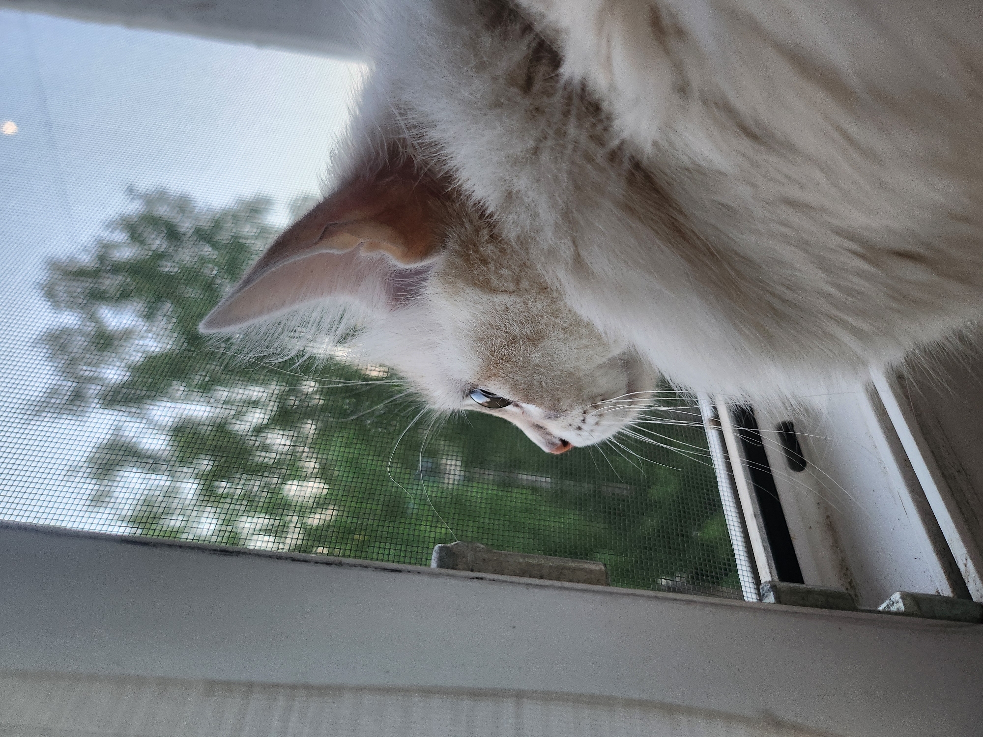 A white cat is looking down from a window. The cat is light brown on its face and ears, with long white whiskers. The window has a screen, and a green tree is visible through the screen. The window frame is white.
