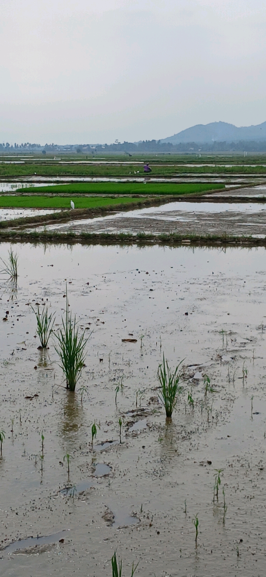 The image depicts a flooded rice paddy in Glumpangpayong, Indonesia, under an overcast sky. In the foreground, several young rice plants are partially submerged in muddy water, with ripples and reflections visible on the surface. The midground shows more rice fields, some with greener, more mature plants and others still flooded. In the distance, there are more fields, a small cluster of buildings, and rolling hills. A few white egrets are present in the fields, along with a person wearing a purple garment, who appears to be tending to the crops. The overall scene is agricultural and rural, with a muted color palette due to the cloudy weather.