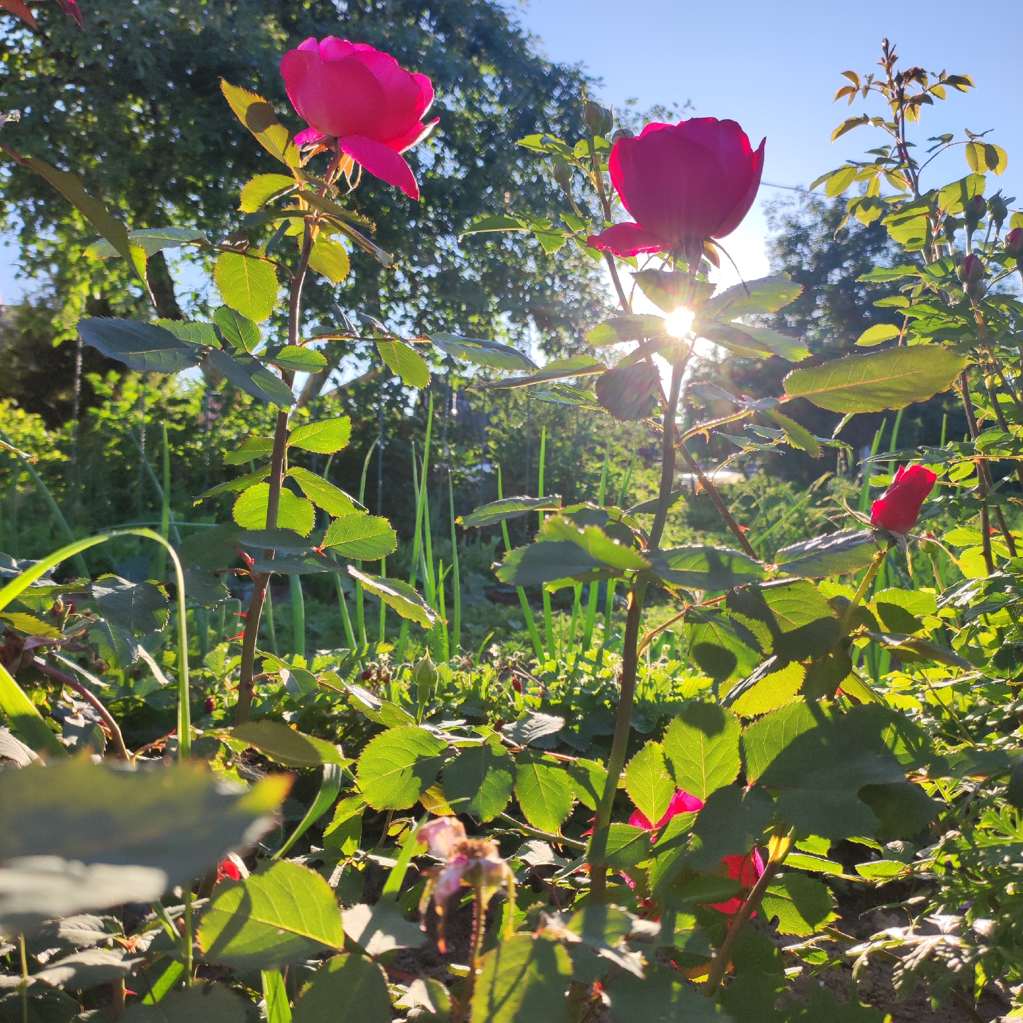 This media file is a close-up, low-angle shot of a rose bush bathed in bright sunlight. Two vibrant pink rose blooms are prominently featured in the foreground, with one slightly out of focus. The sun's rays are shining through the leaves and blooms, creating lens flares and a warm, glowing effect. Lush green leaves and thorny stems of the rose bush are visible, along with other greenery in the background, suggesting a garden setting. Several rose buds are also present, hinting at ongoing growth and blooming. The time of day appears to be morning or late afternoon, given the low angle of the sun and the warm light. The overall mood is peaceful and serene, evoking the beauty of nature in a garden. There is no visible text in the image.