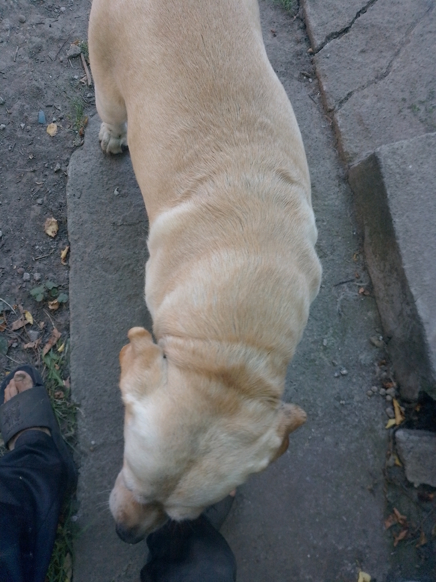 A light-colored dog is viewed from above, standing on a concrete surface with some dirt and leaves. The dog's back and head are visible. A person's foot wearing a black sandal is visible on the left side of the image, with dark pants also in view. The environment appears to be outdoors, possibly a sidewalk or pathway in Myrhorod, Ukraine. The concrete shows some cracks and is next to a rougher dirt area with scattered leaves and small stones. The lighting suggests it may be overcast or dusk.