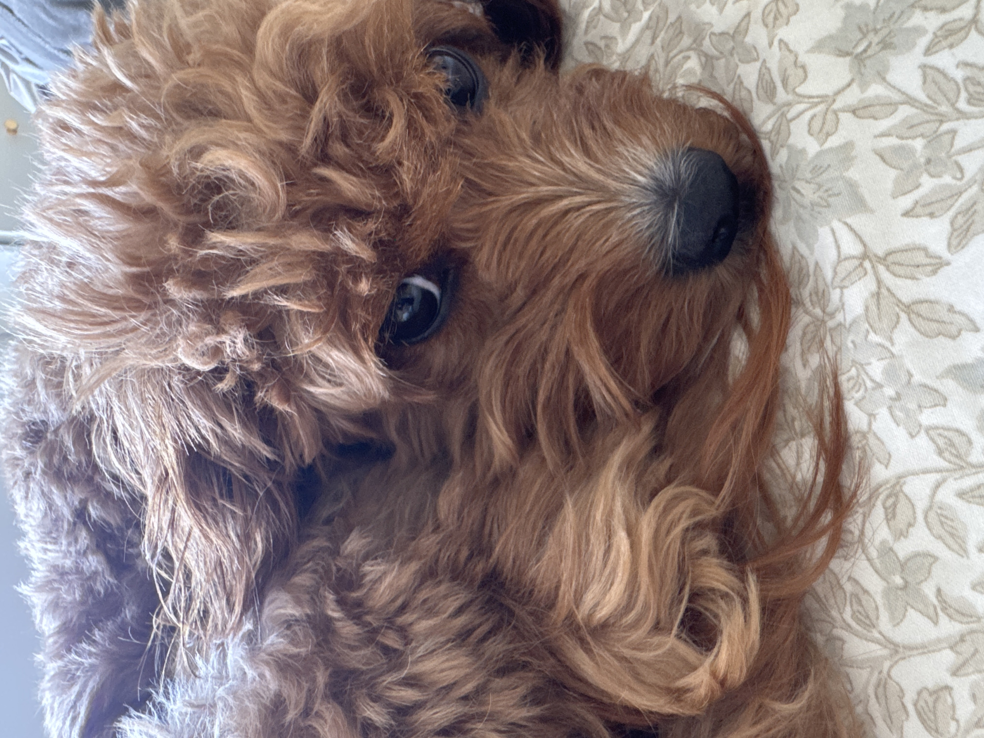 A close-up, high-angle shot depicts a brown dog lying on a patterned, floral-print surface. The dog has curly fur, a black nose, and dark, reflective eyes. The location and city are not discernible from the visual information provided.