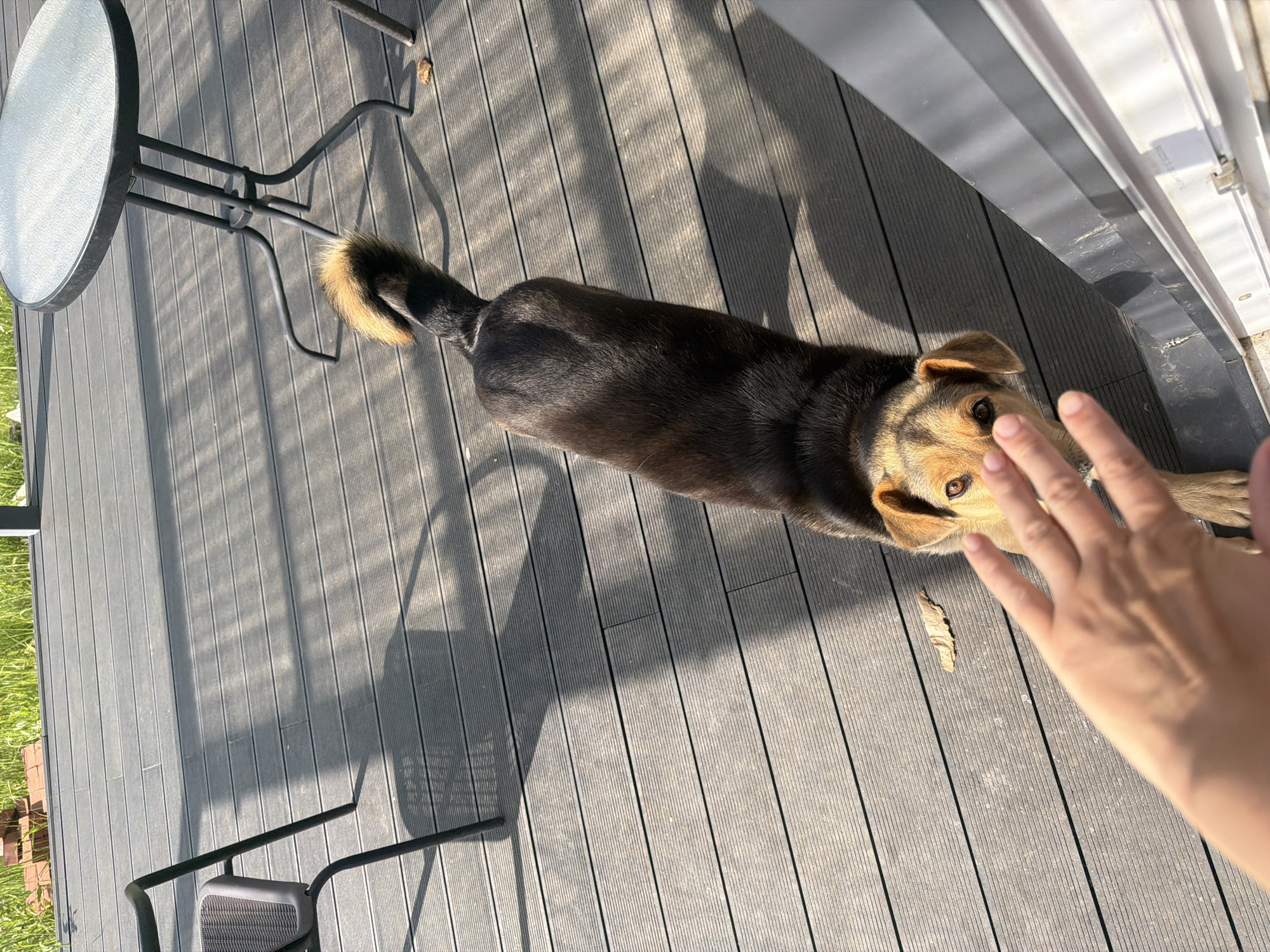 An outdoor scene, possibly in Malinovka, Russia, captures a dog interacting with a human hand on a wooden deck. The dog, a medium-sized breed with dark fur and tan markings around its face and ears, is positioned centrally in the frame, looking towards the viewer. Its tail is raised and bushy, with a tan tip. A human hand is reaching out towards the dog, partially obscuring its face. The deck is made of gray composite planks. In the background, a small, round metal table with a glass top stands on the left, and a chair is partially visible. Beyond the deck, lush green grass and a pile of bricks can be seen. Sunlight casts long shadows across the deck, indicating a sunny day.