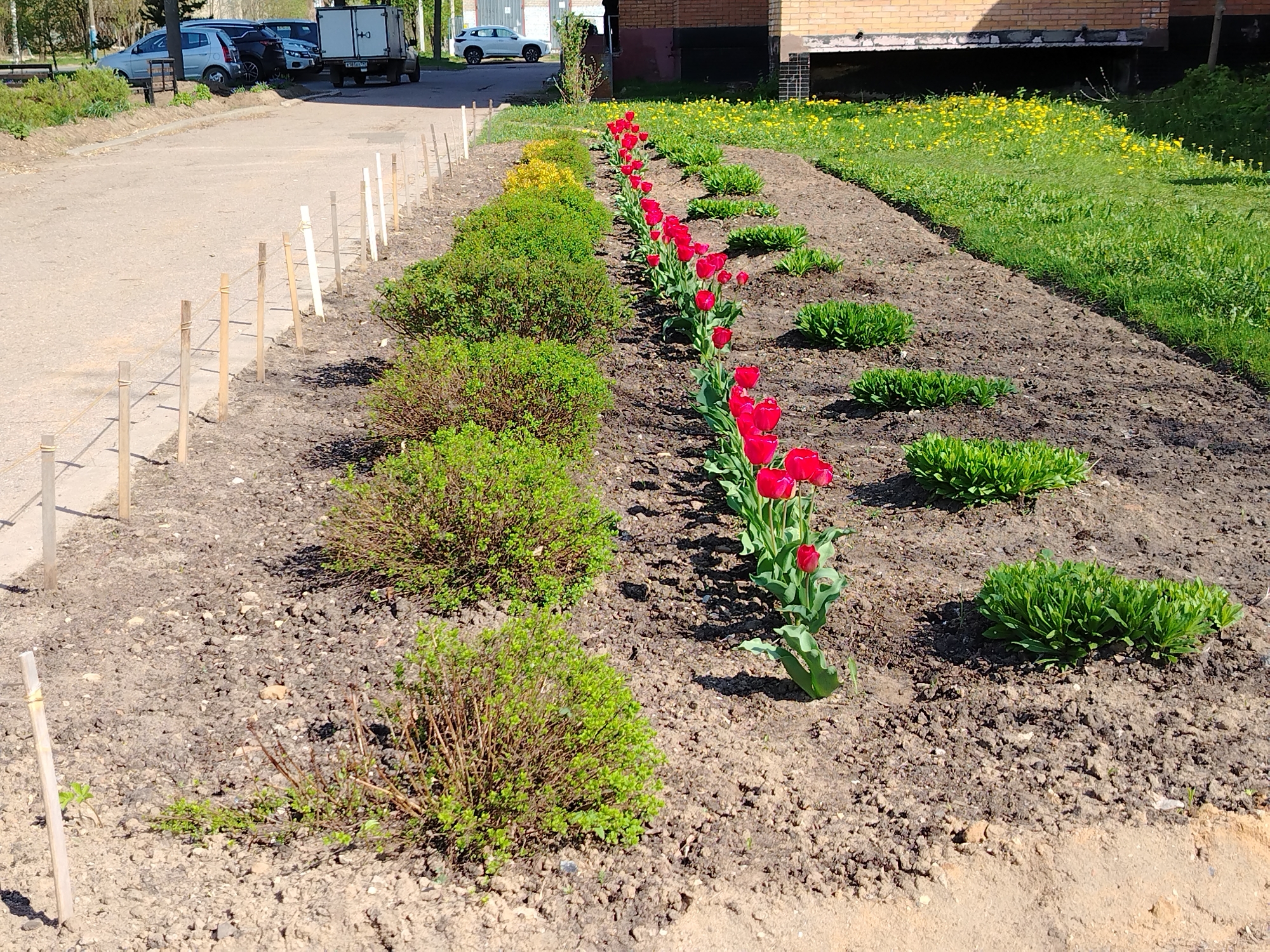 The image captures a flower bed beside a road in an unidentified urban area. The flower bed is divided into sections featuring distinct types of plants. A line of red tulips extends down the middle, flanked by groups of small, green bushes on one side and low-lying greenery on the other. Yellow flowering plants are also visible. Along the road, there's a series of wooden posts connected by rope, acting as a barrier. Several parked cars are visible in the background. A building with a brick facade stands behind the flower bed. The environment appears to be sunny.