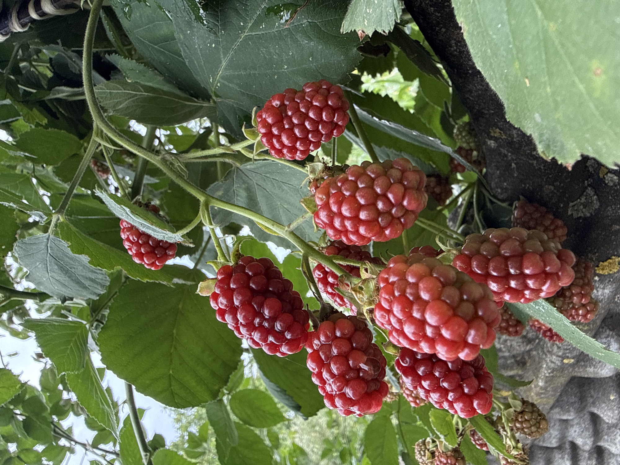A cluster of ripe, red raspberries hangs from a branch, with green leaves and a grey, textured surface visible in the background. The raspberries are plump and have a segmented appearance, with some droplets of water on their surfaces. The lighting suggests an outdoor setting, likely during the day.
