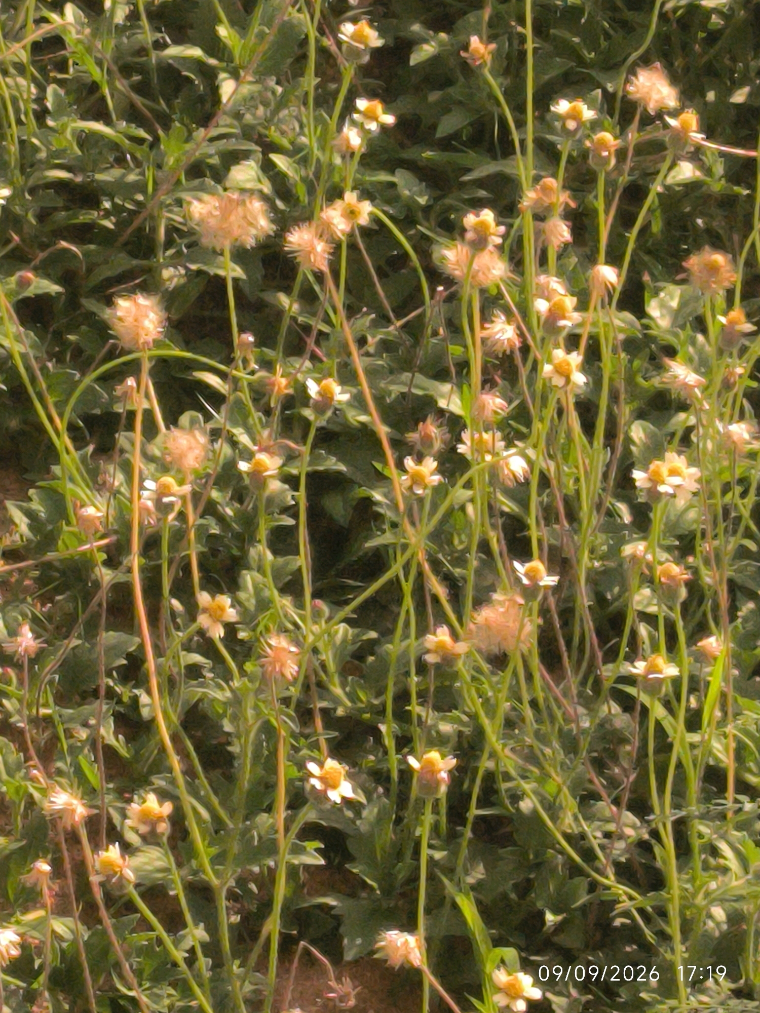 This is a close-up, slightly blurry photograph of a patch of grass and small flowering plants with a soft, painterly quality. The flowers are predominantly light yellow with lighter centers, and some have gone to seed, appearing as fluffy, light brown tufts. The stems are thin and green, with some reddish-brown hues. The background is a dense mass of dark green leaves, suggesting a garden or natural overgrown area. The lighting appears to be natural daylight, creating a soft, diffused illumination. In the bottom right corner, a timestamp reads "09/09/2026 17:19".
Based on the image alone, there is no information to suggest this scene is located in Lhokseumawe, Indonesia. The image depicts a common natural scene of vegetation and flowers, which can be found in many locations worldwide.